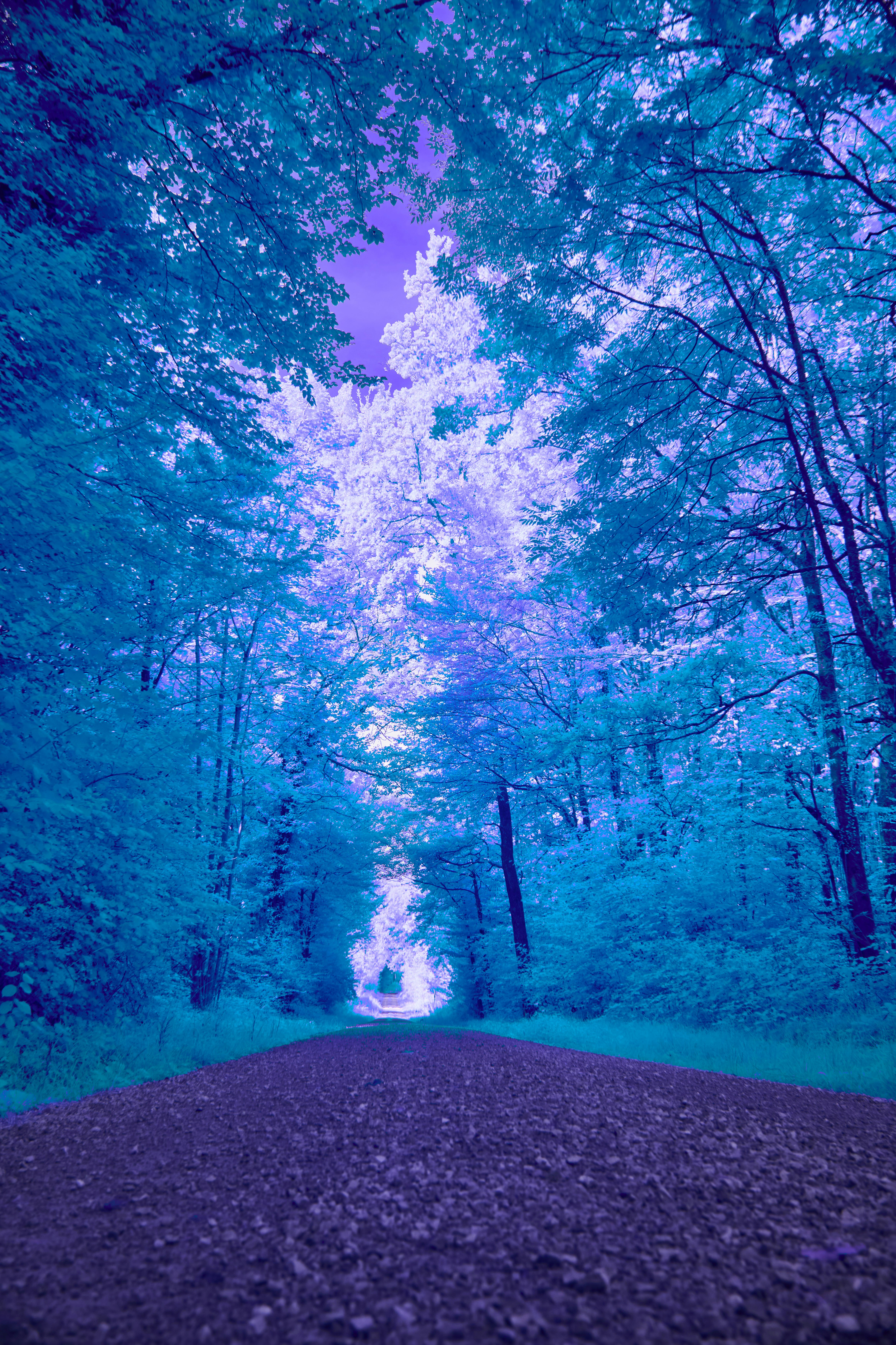 A path through a vibrant, surreal blue forest.