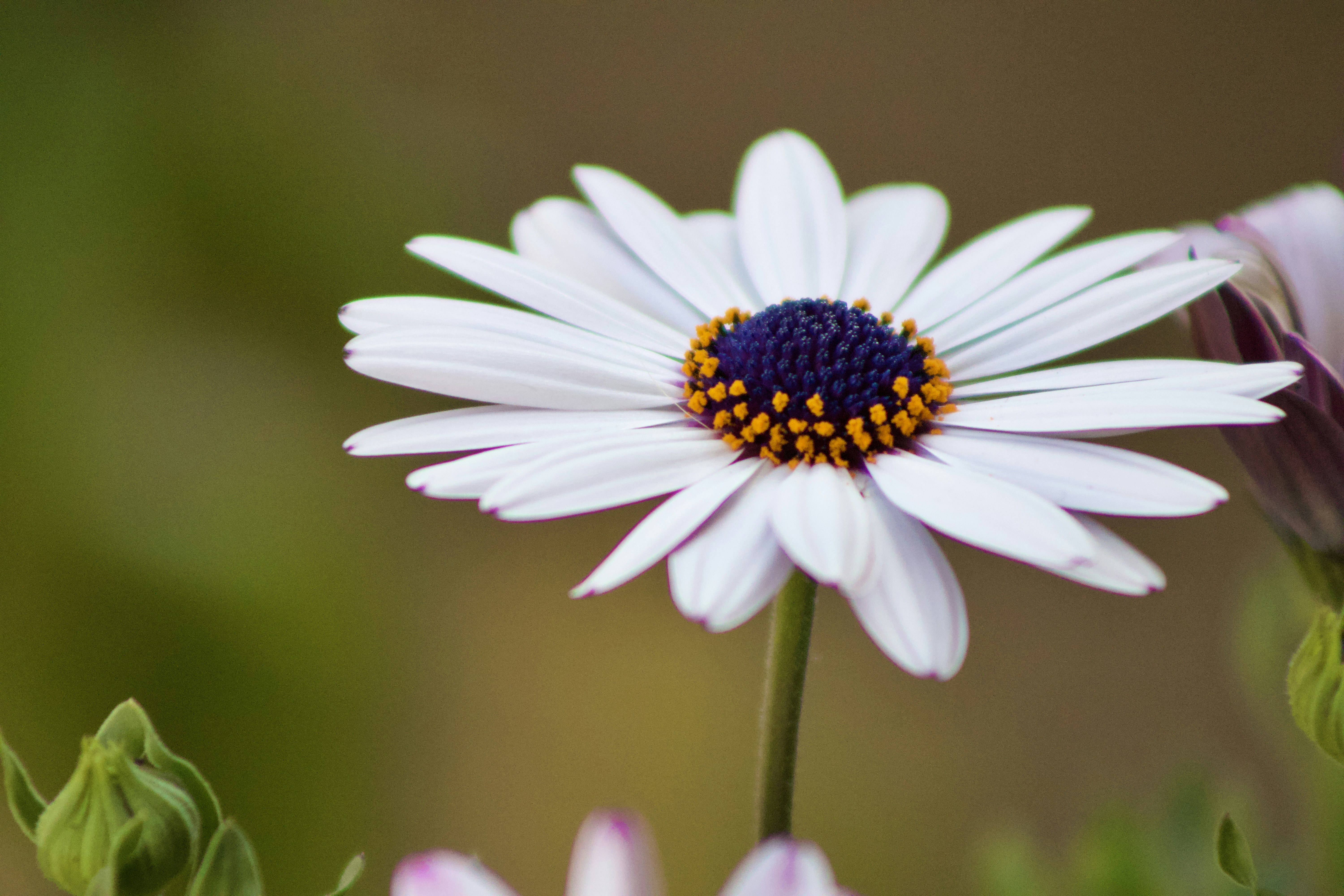 A white daisy with a dark blue center.