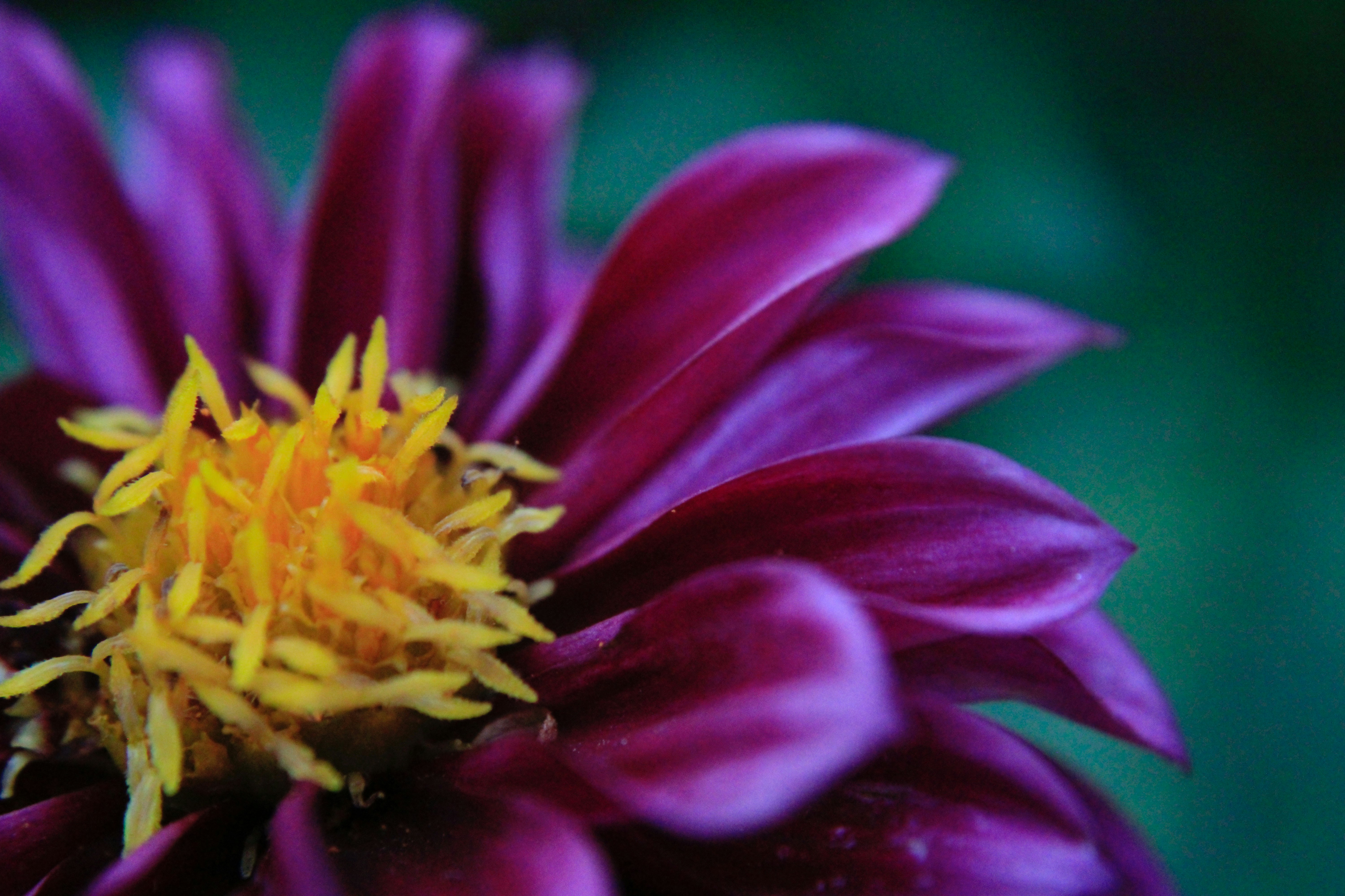 Photo by lisa_duqlaw