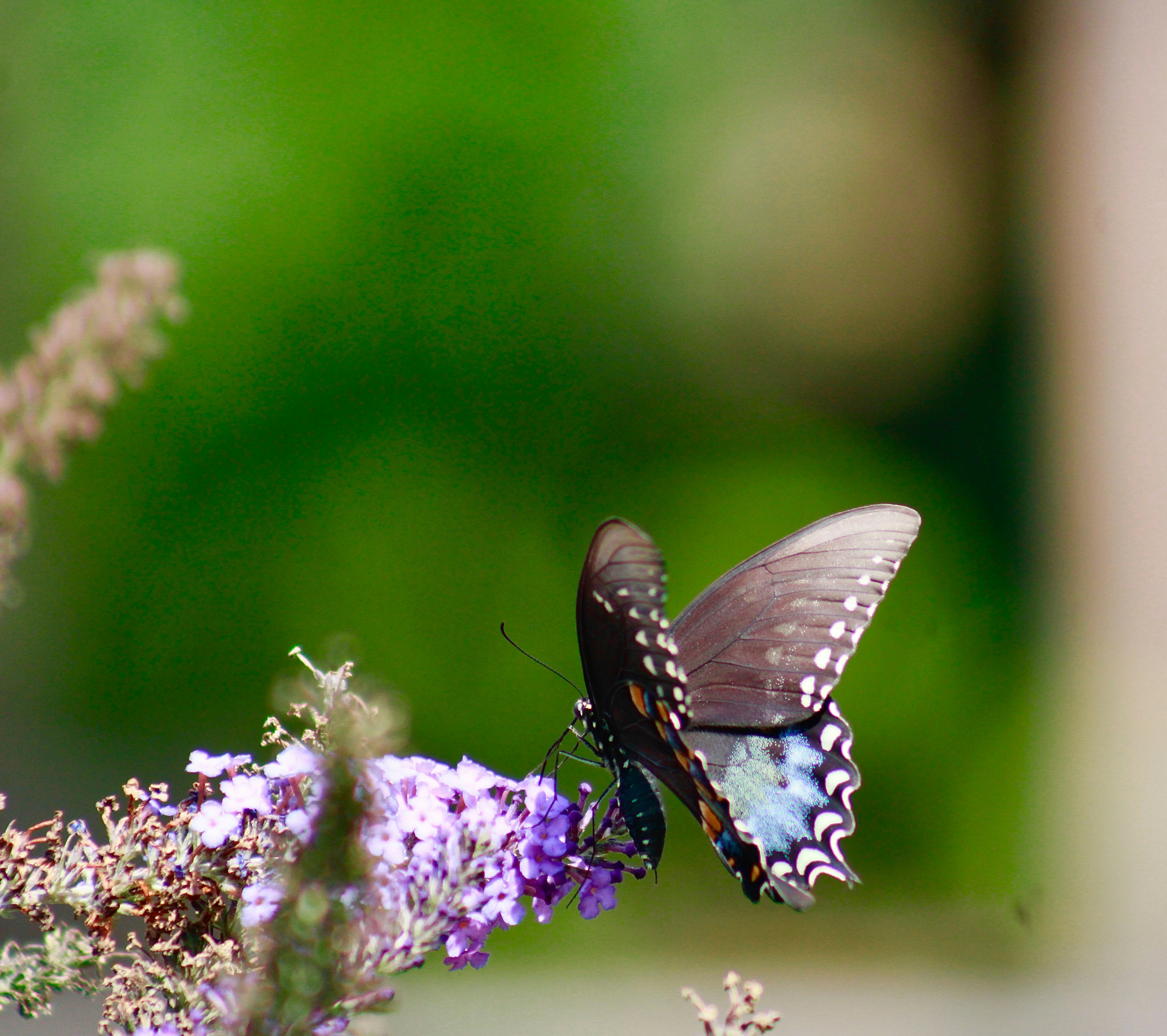 Photo by lisa_duqlaw