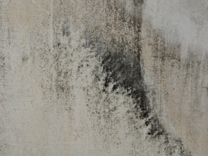 Close-up of a textured concrete wall with dark stains.