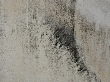 Close-up of a textured concrete wall with dark stains.