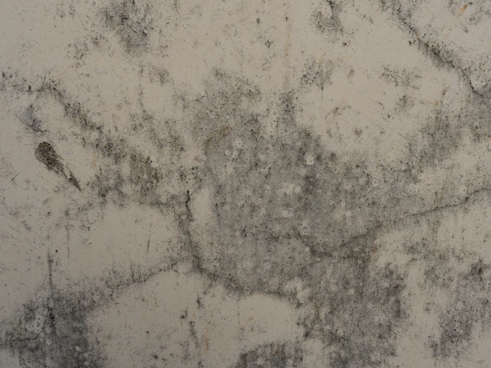 Mould spreading across a damp surface