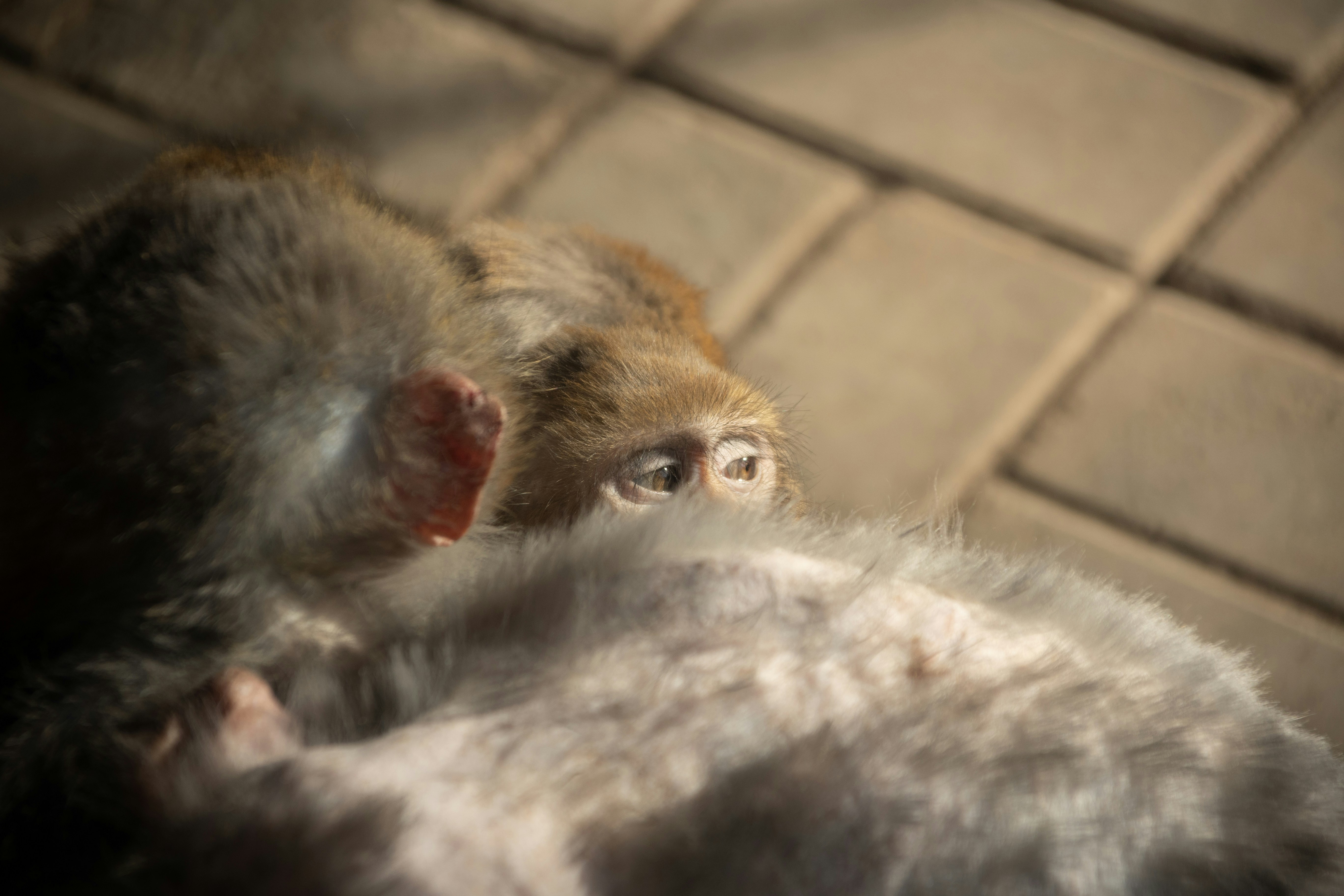 Deux singes reposant sur une surface carrelée