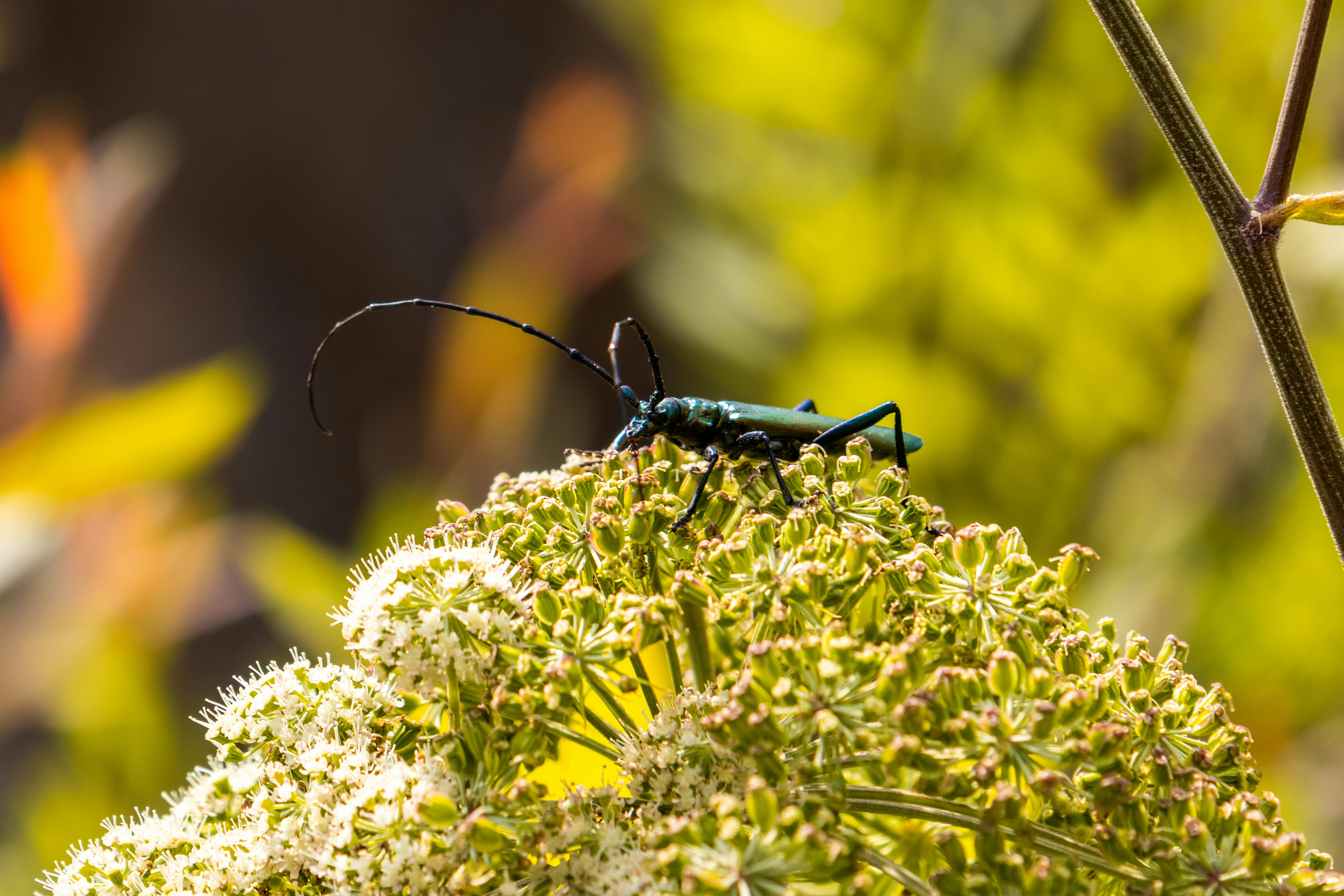 Un escarabajo verde con antenas largas sobre una flor blanca