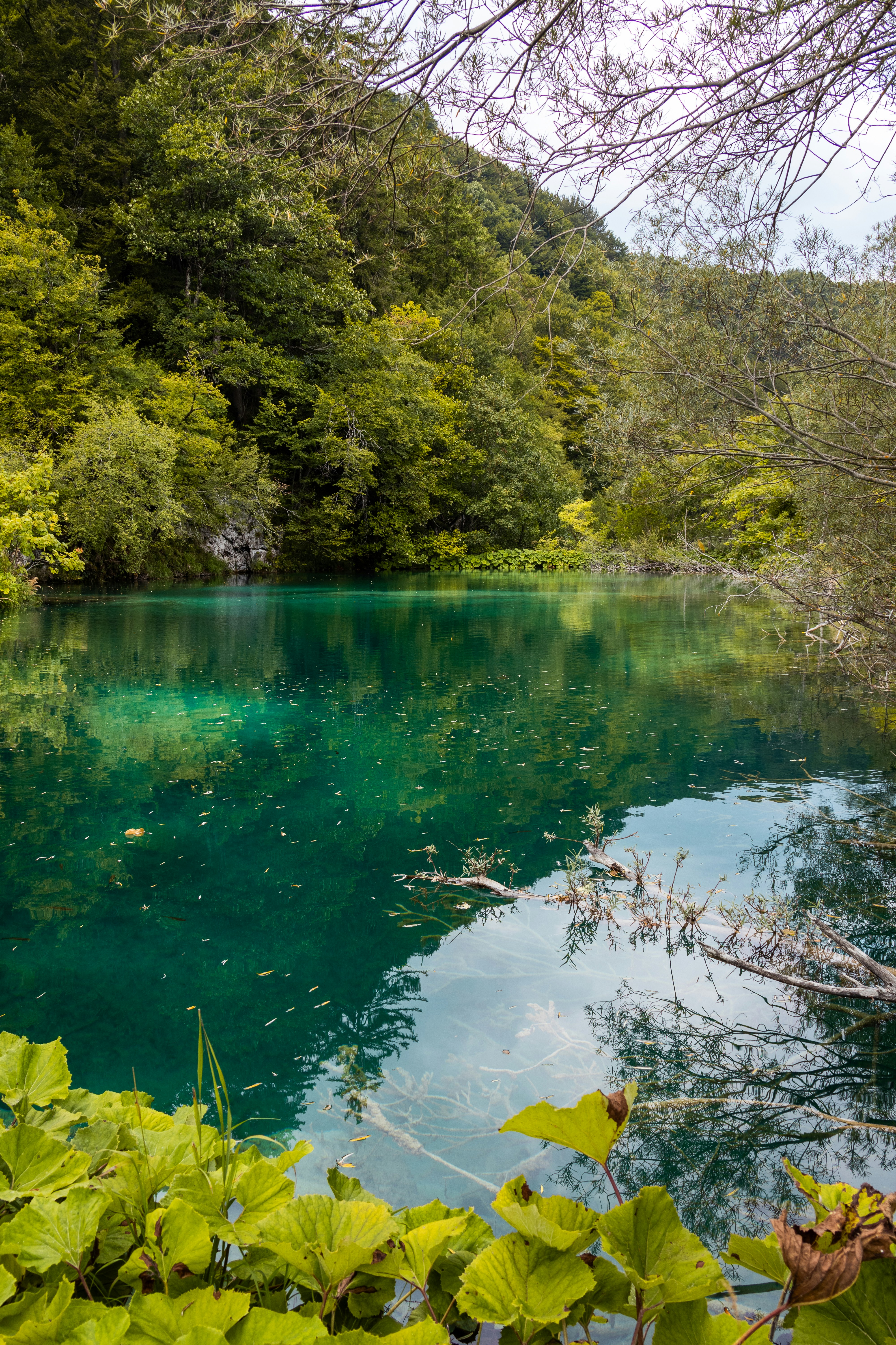 Lago turquesa rodeado de un bosque verde y frondoso
