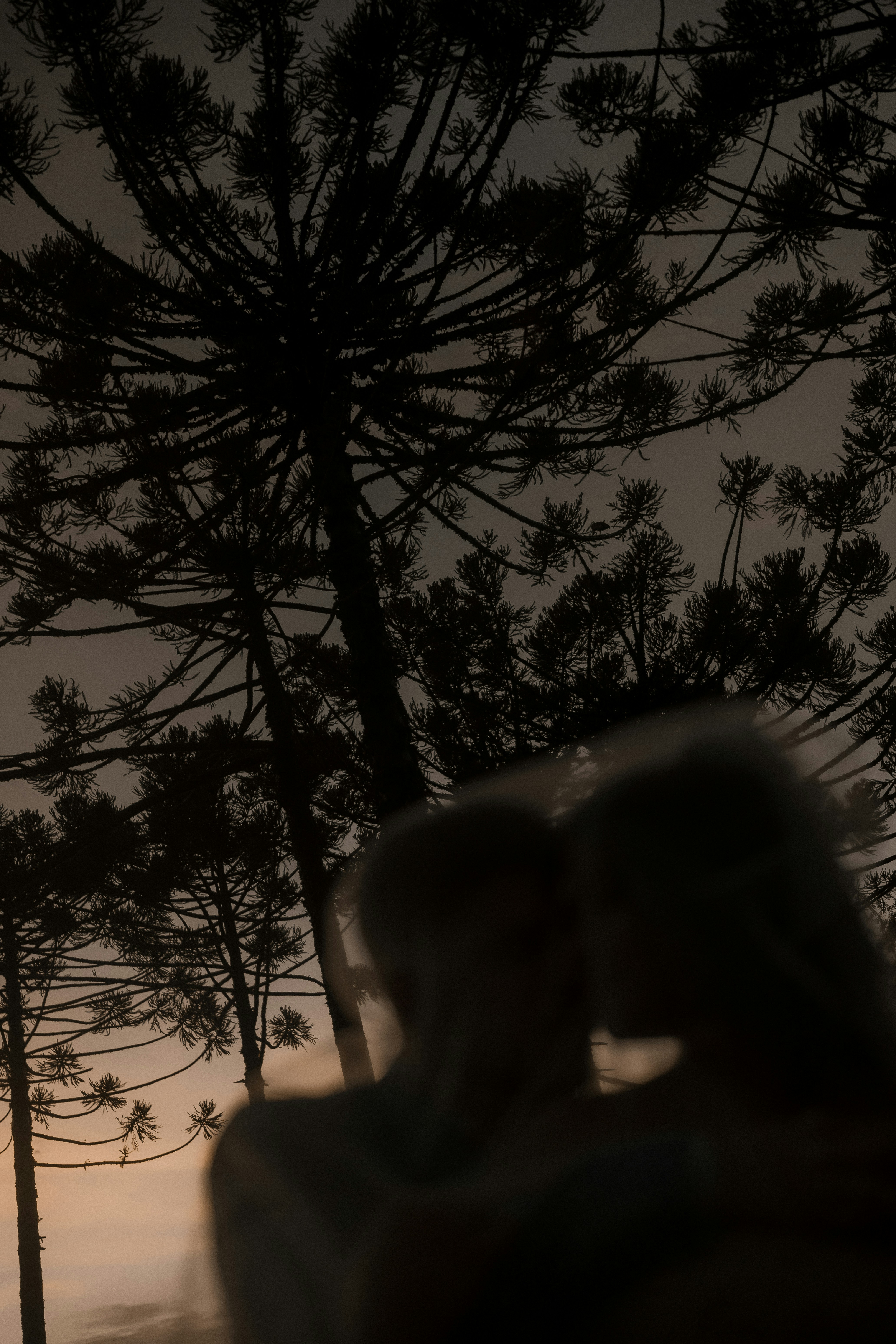 Photo of Silhouettes of a couple embracing under pine trees by Alexander Mass
