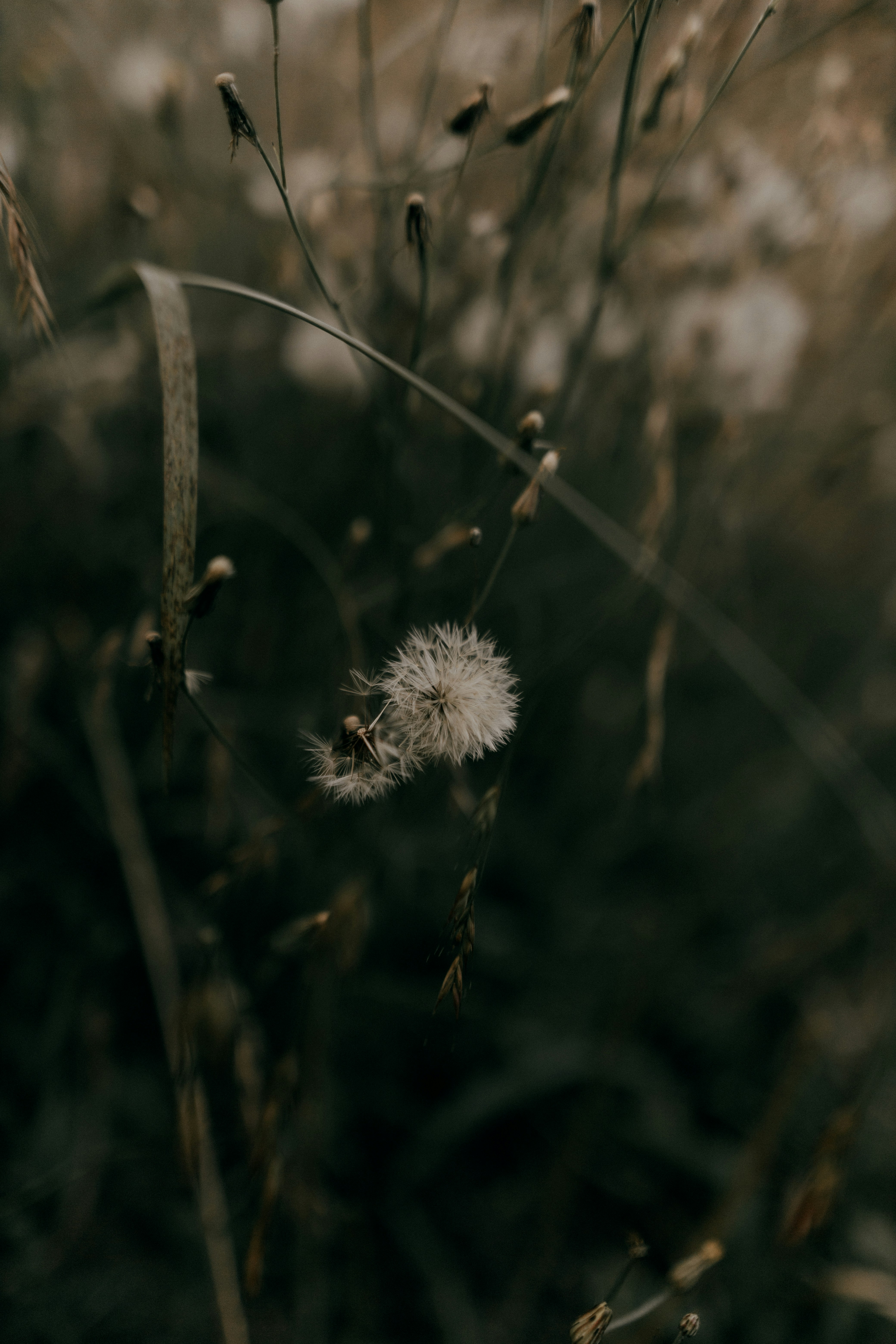 Photo by alexandermassph