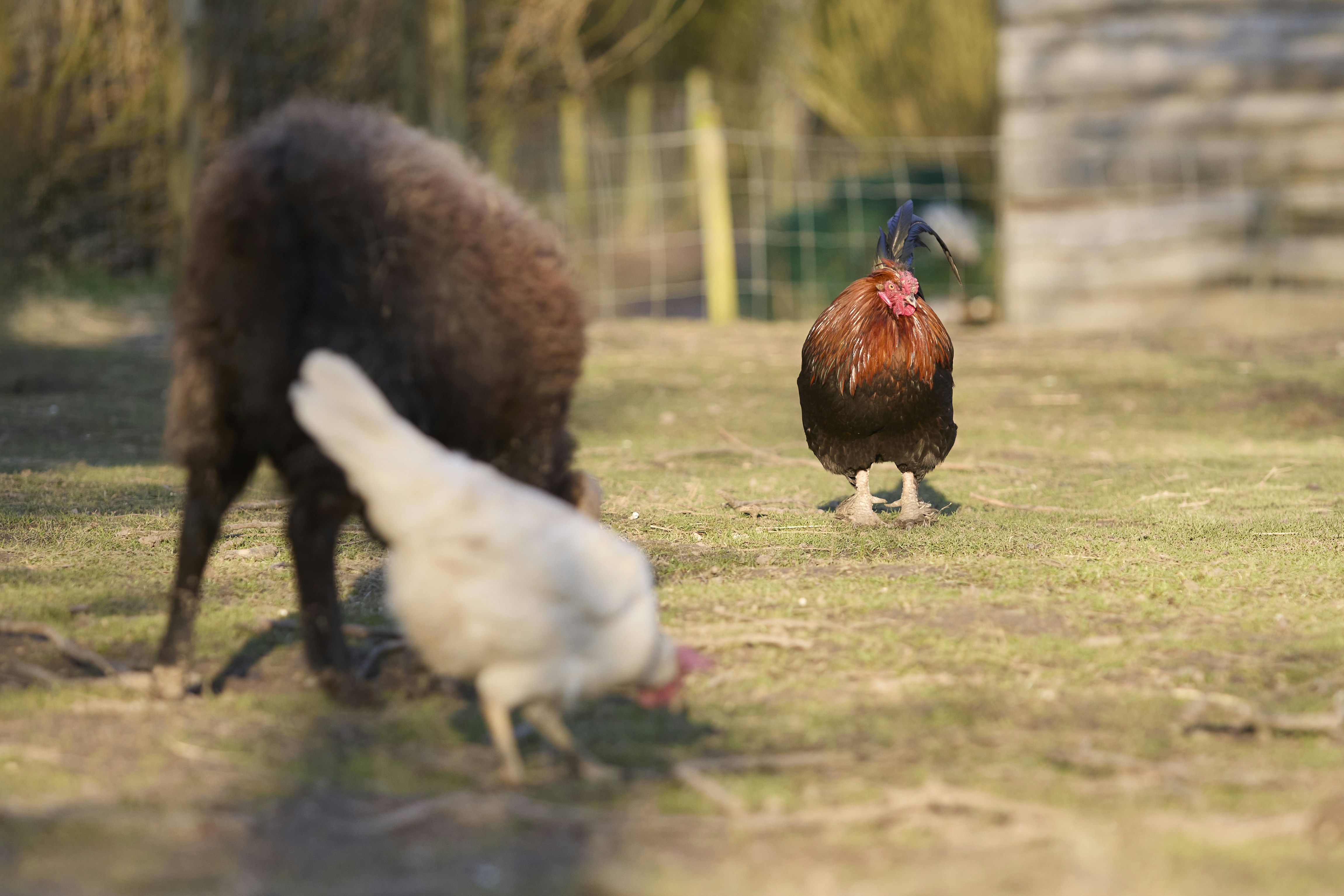 A brown sheep and two chickens in a grassy field.