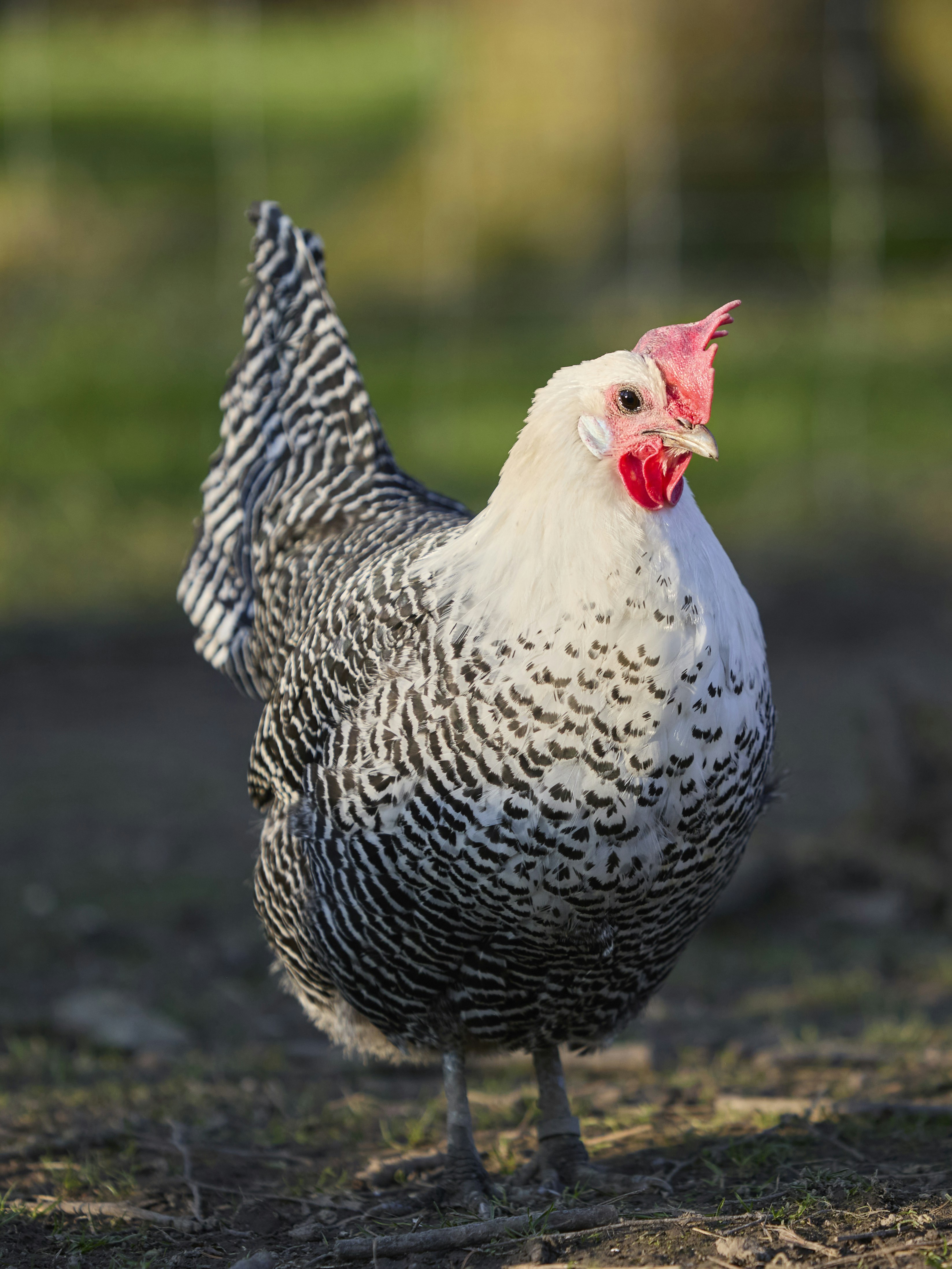 Photo by erwinbosman