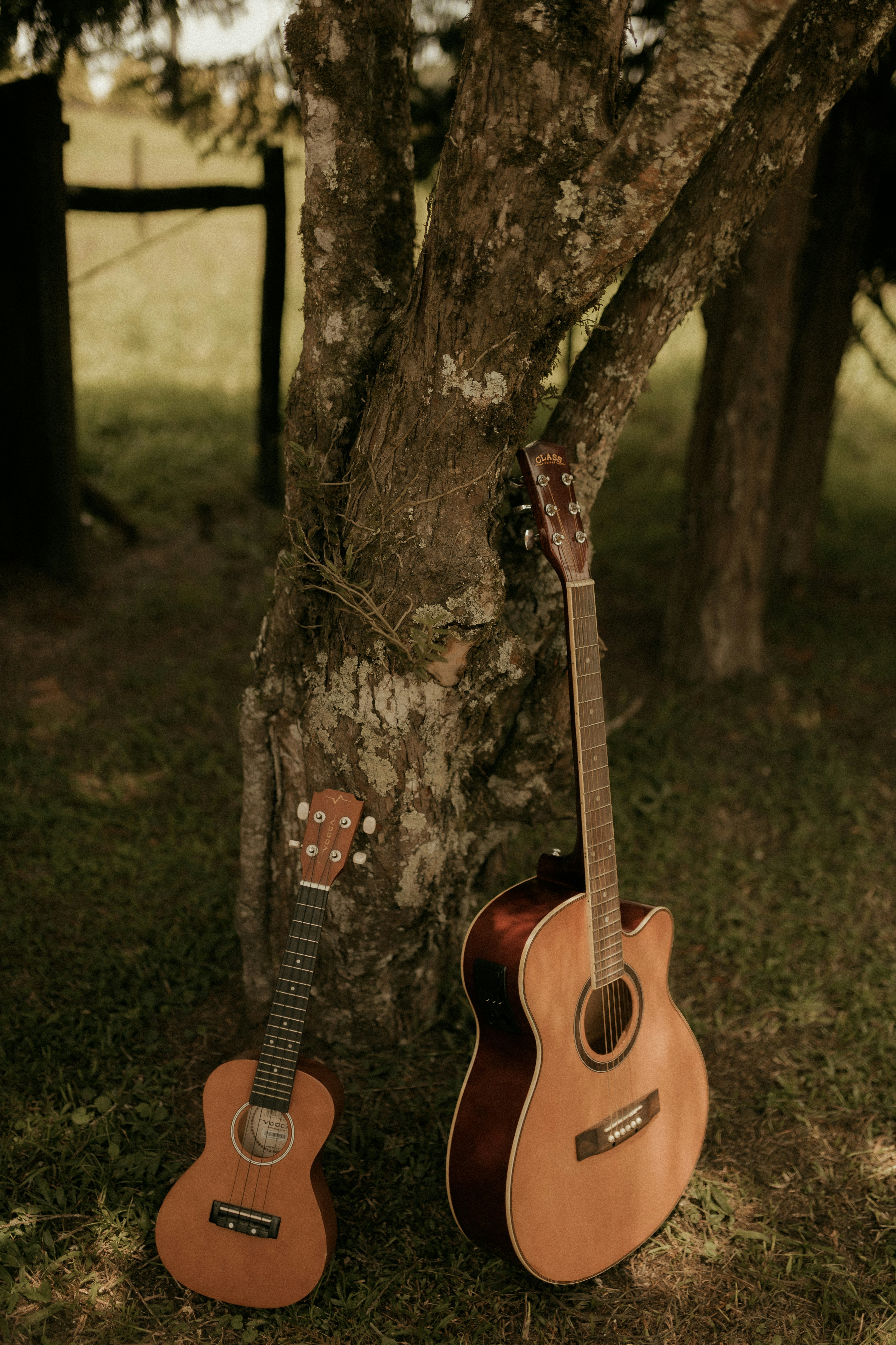 Acoustic guitar and ukulele lean against a tree.