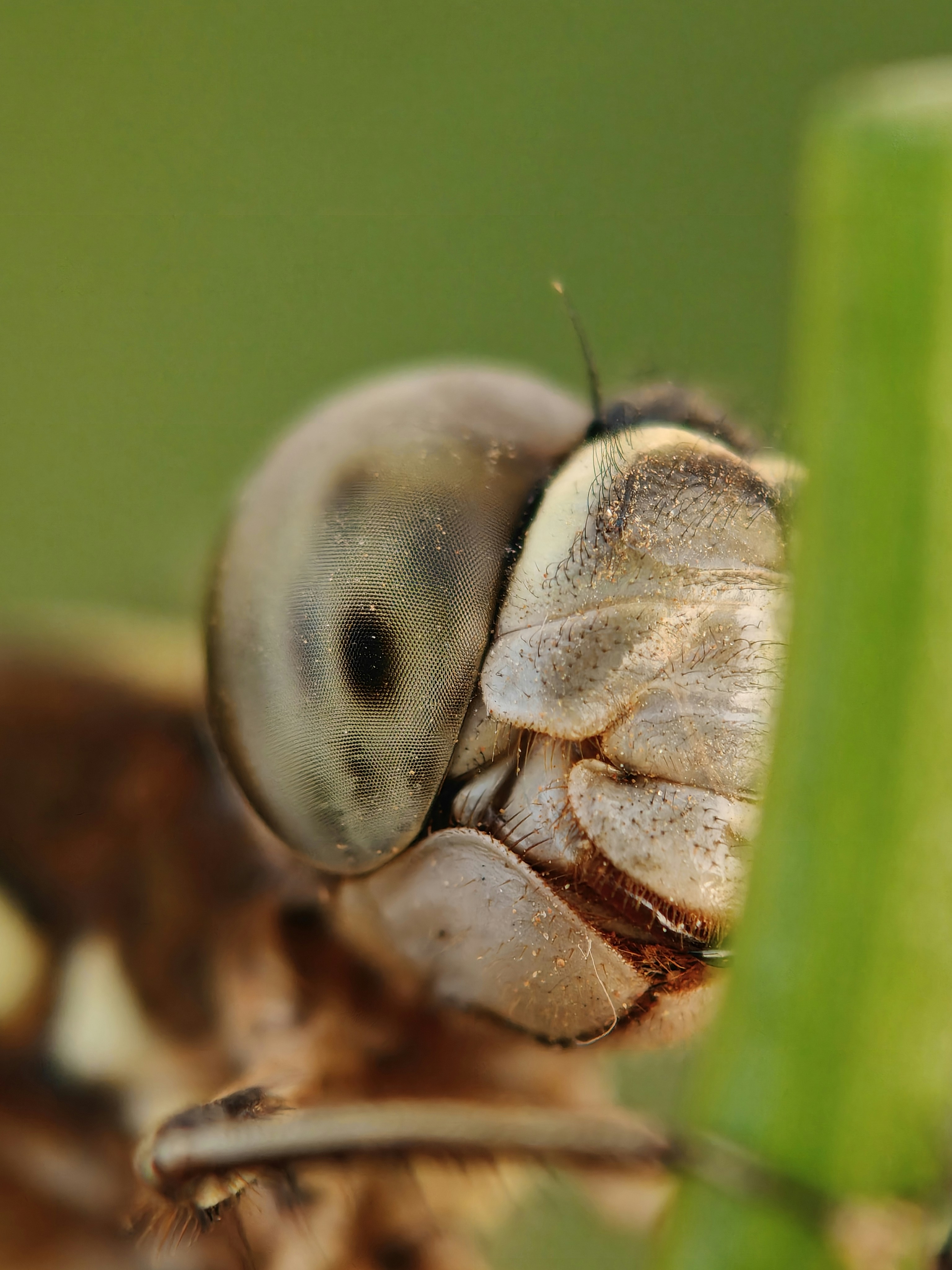 Gros plan de l’œil à poulies d’une libellule