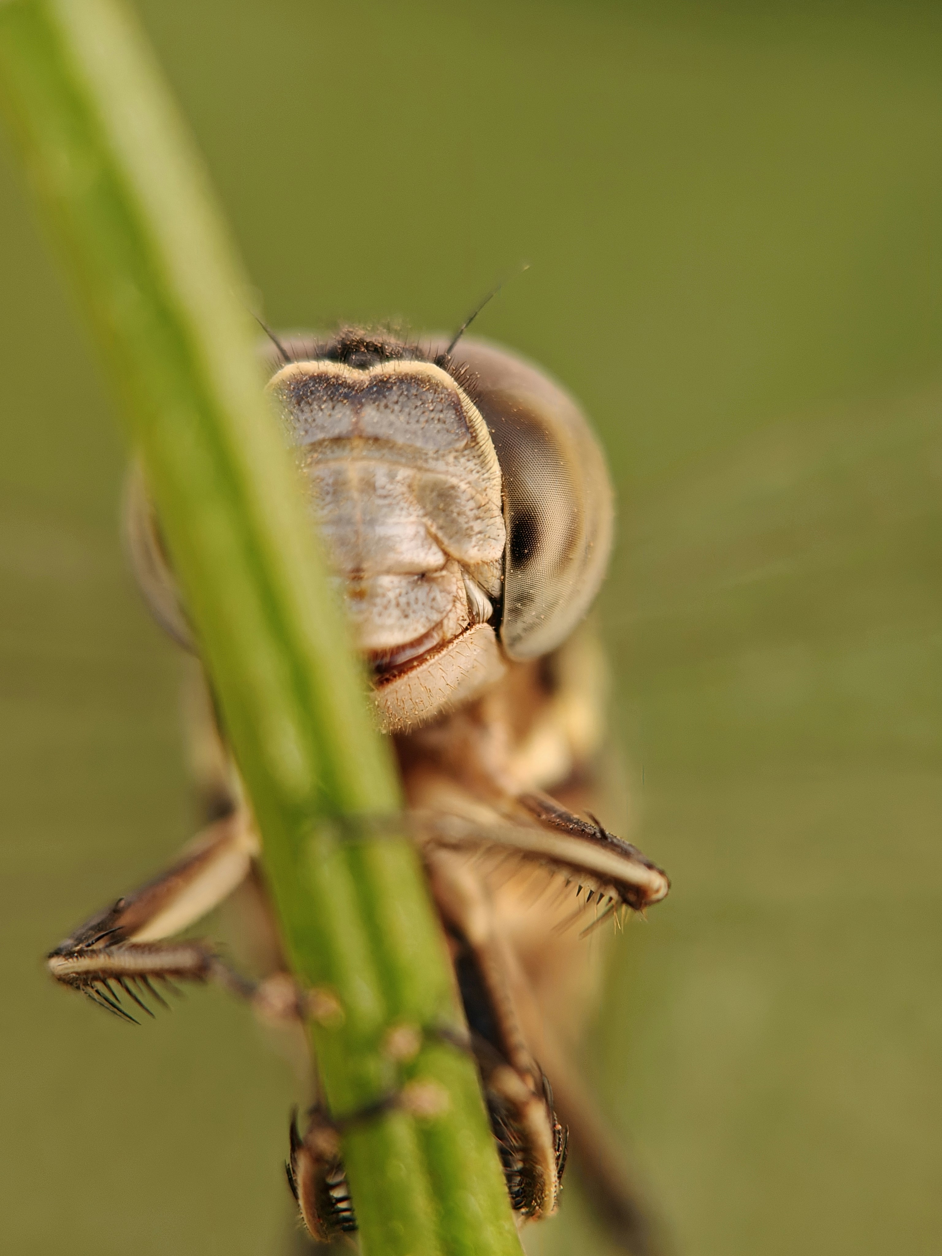 Gros plan d’une mouche sur une tige verte
