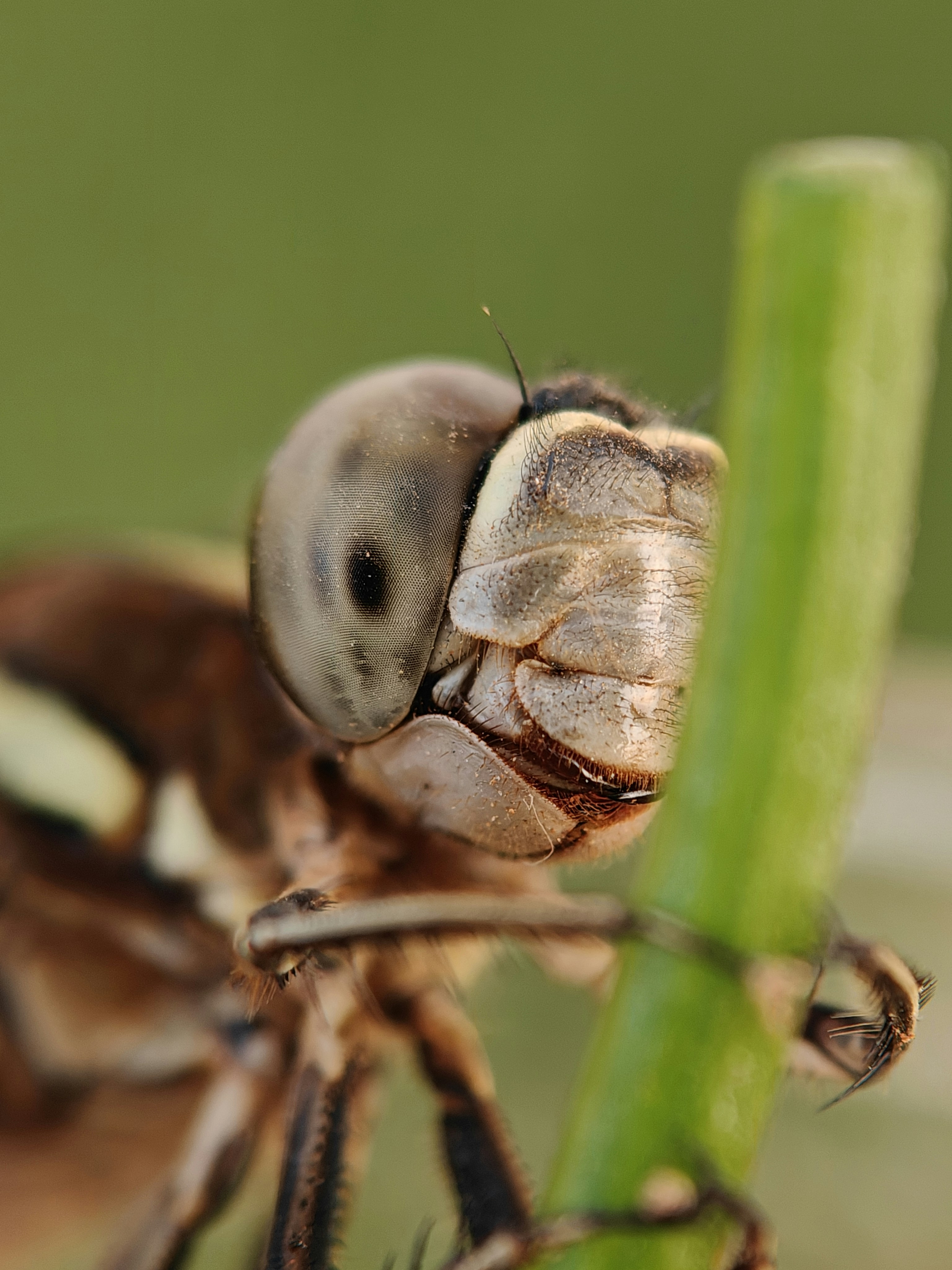 Gros plan d’une libellule sur une tige verte