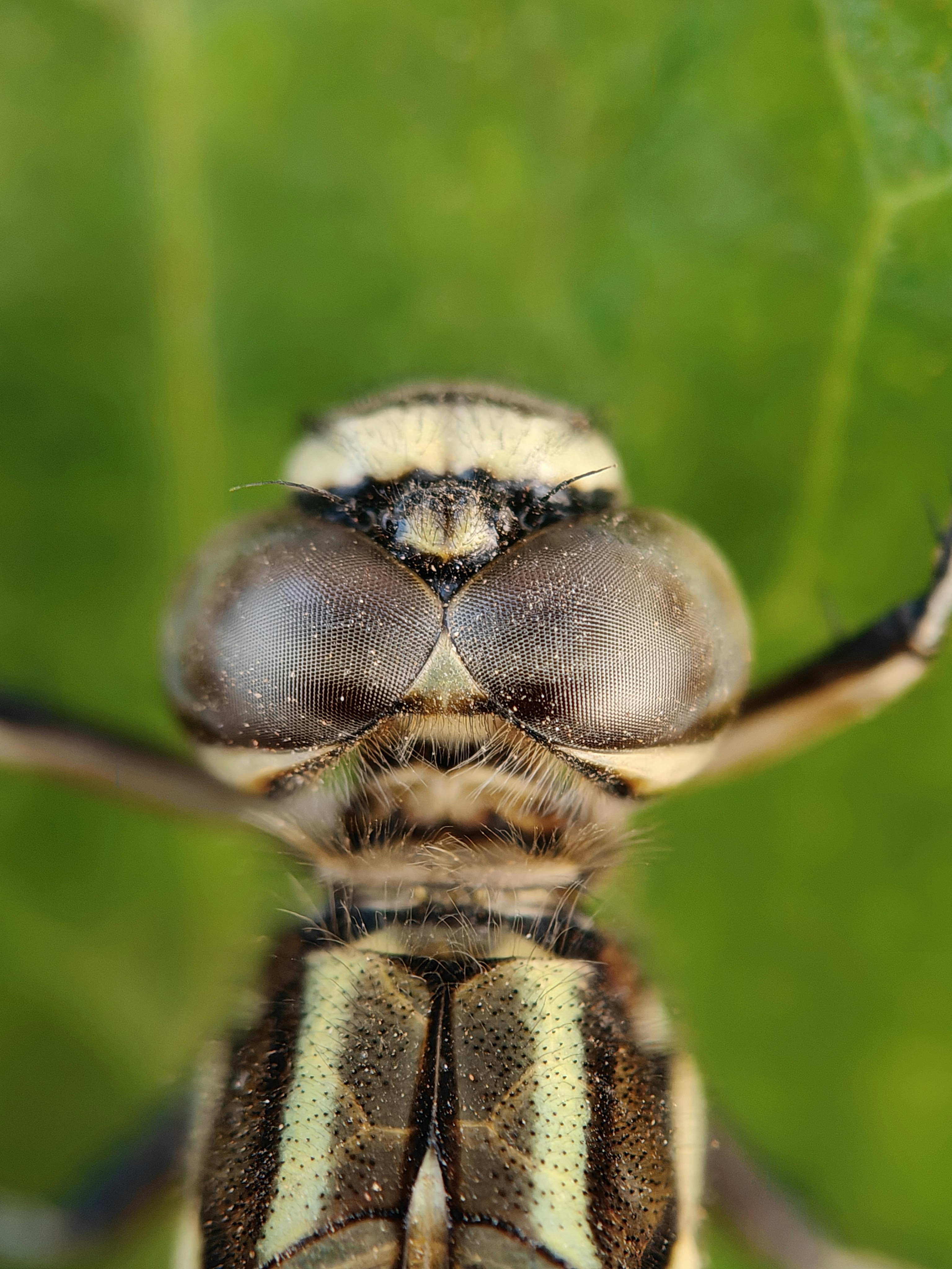 Gros plan sur la tête d’une libellule aux grands yeux.