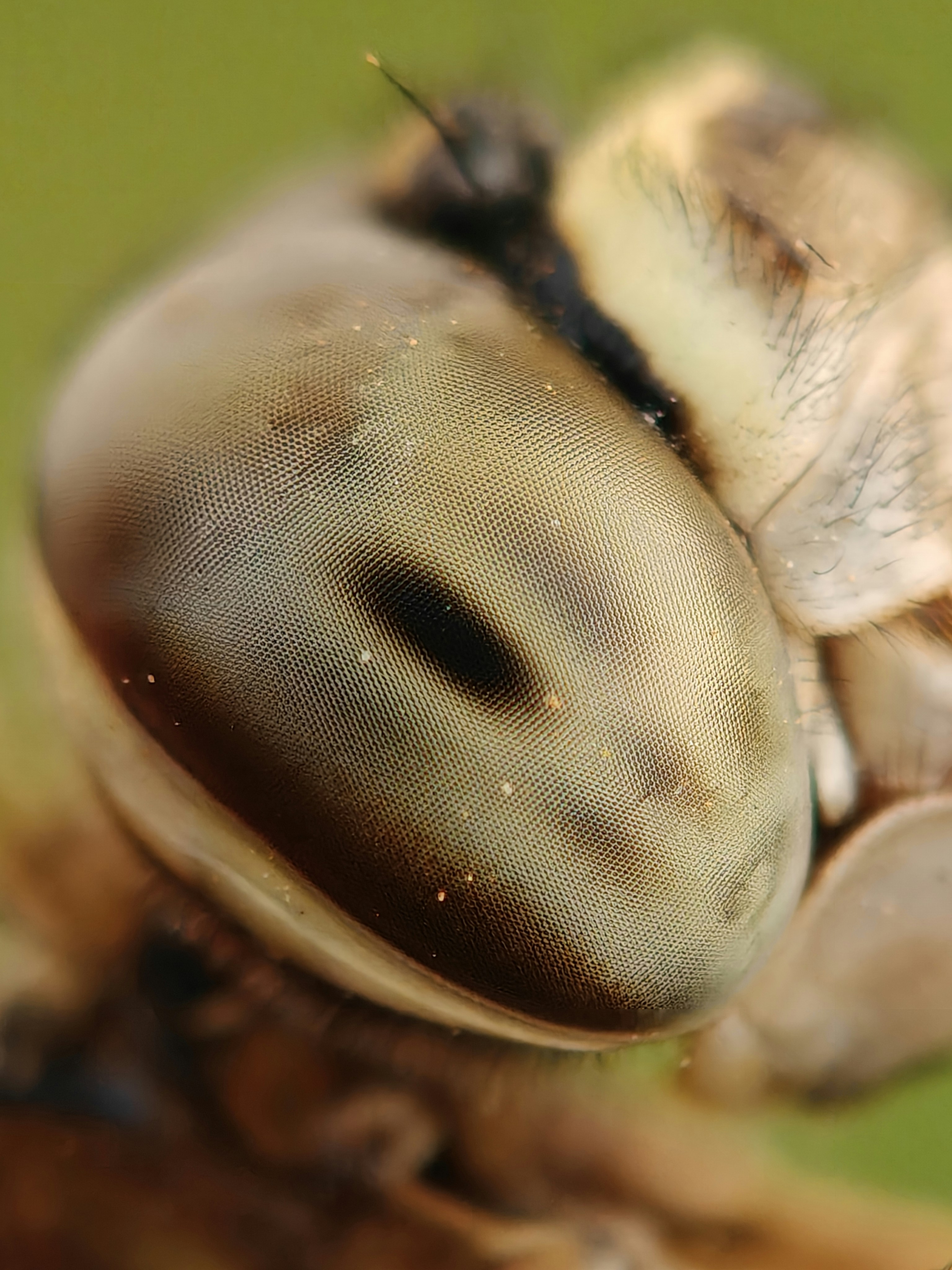 Plan très rapproché de l’œil à poulies d’une libellule