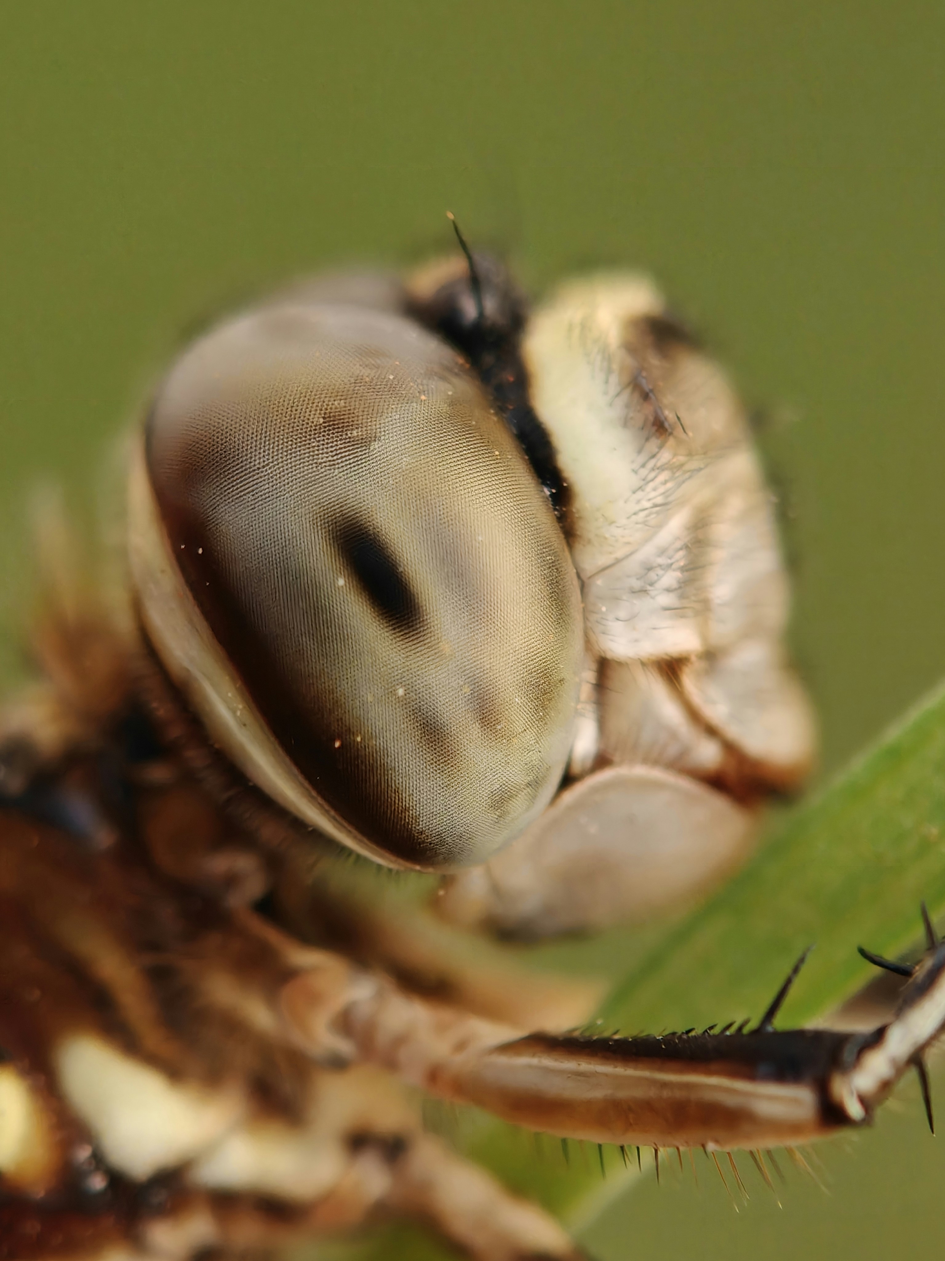 Close-up of a dragonfly's compound eye