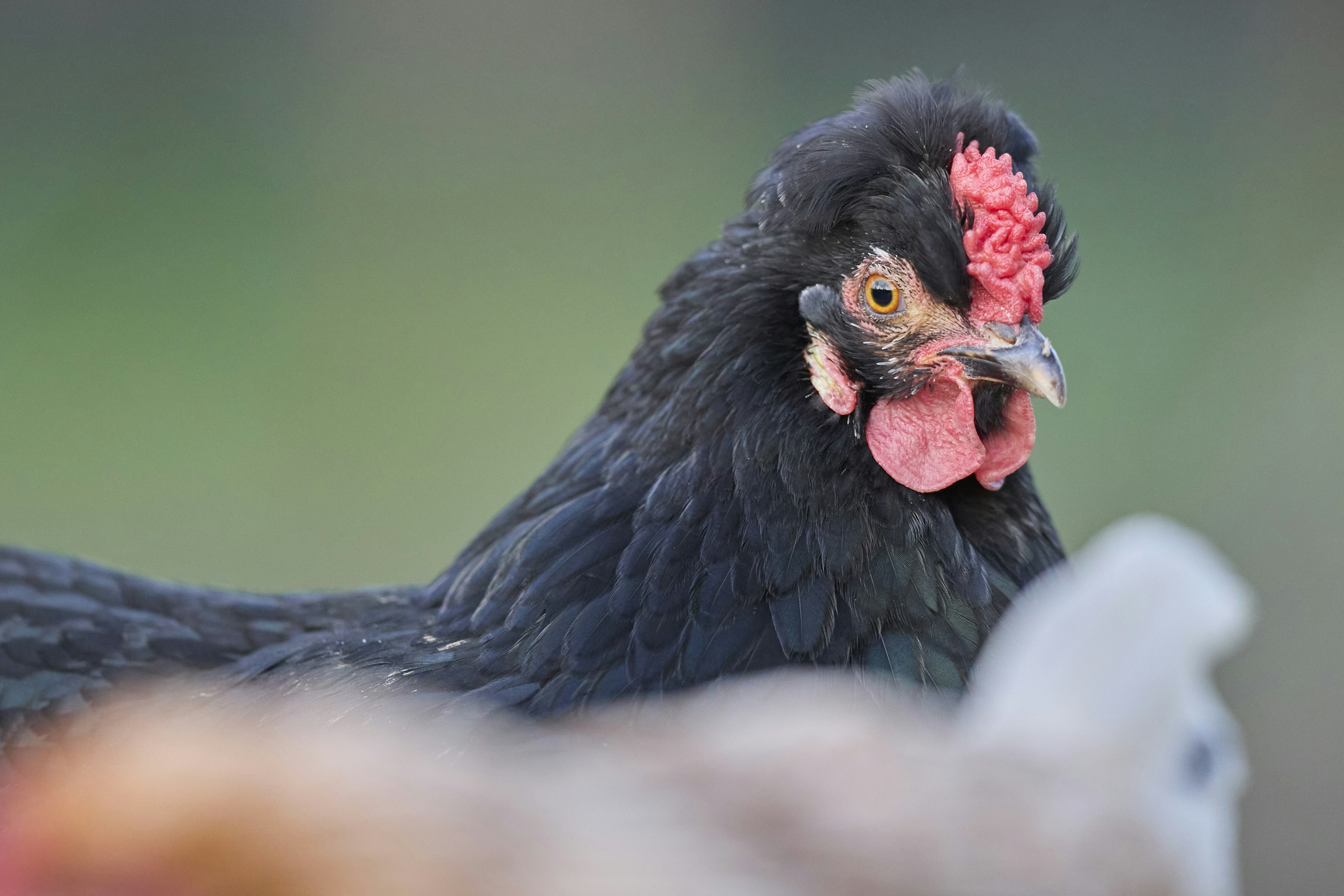 Photo by erwinbosman