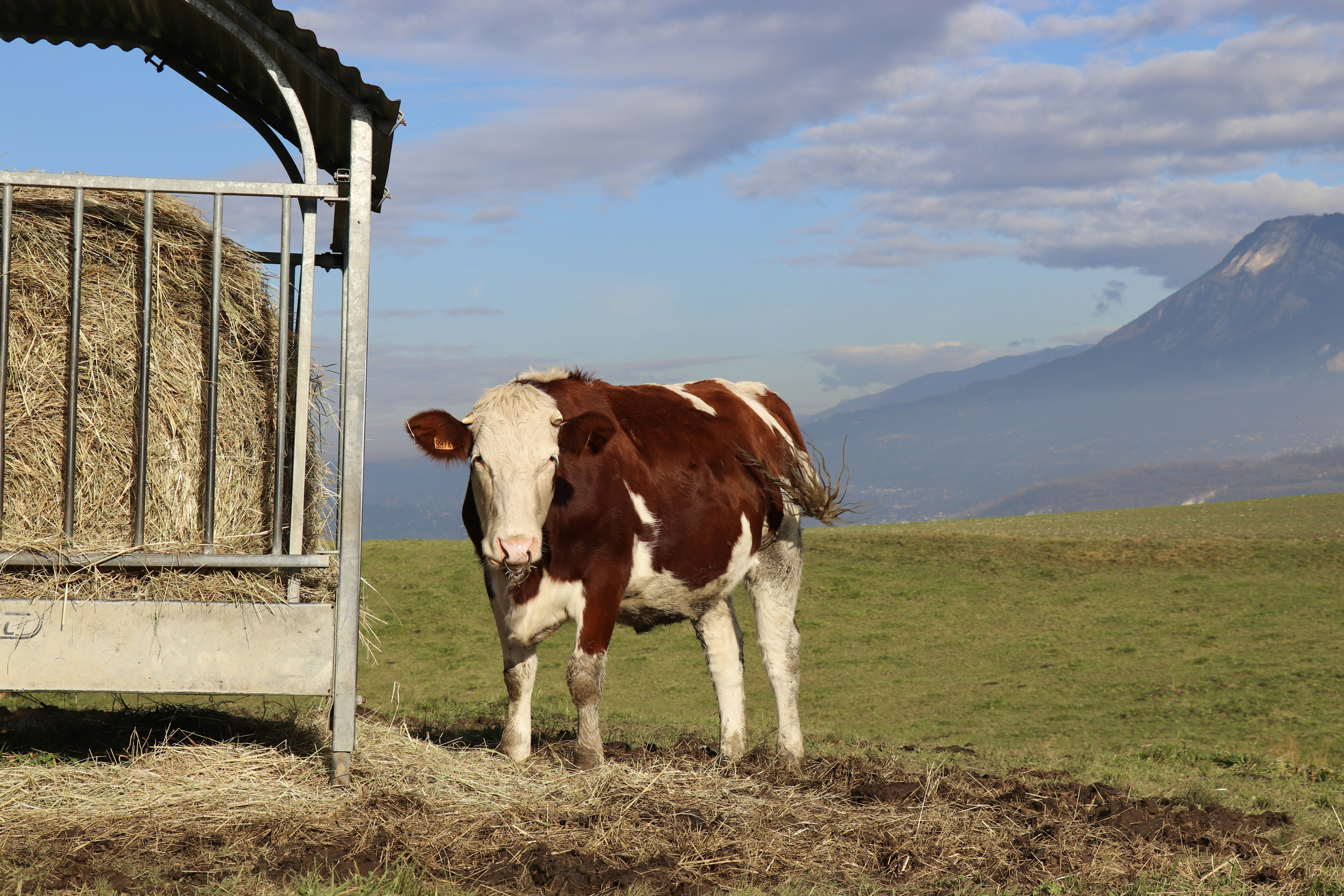 Brown and white cow standing near hay feeder.