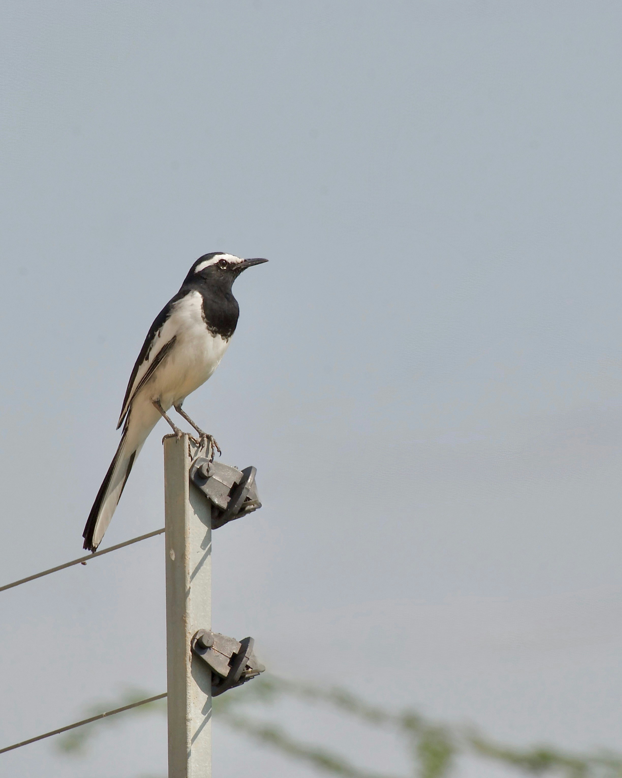 Ein Bachstelzenvogel saß auf einem Zaunpfahl.