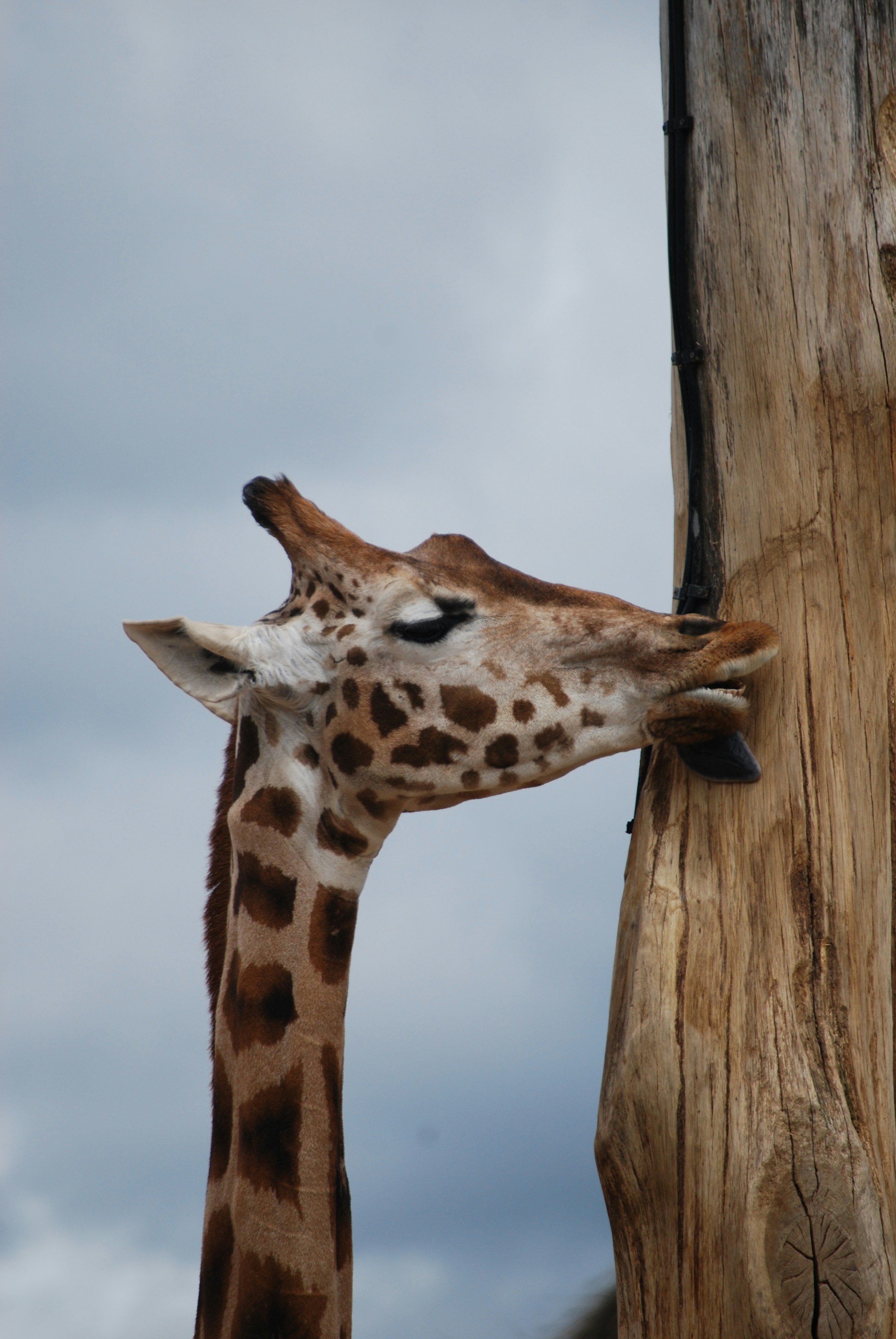 Photo by hazer677744