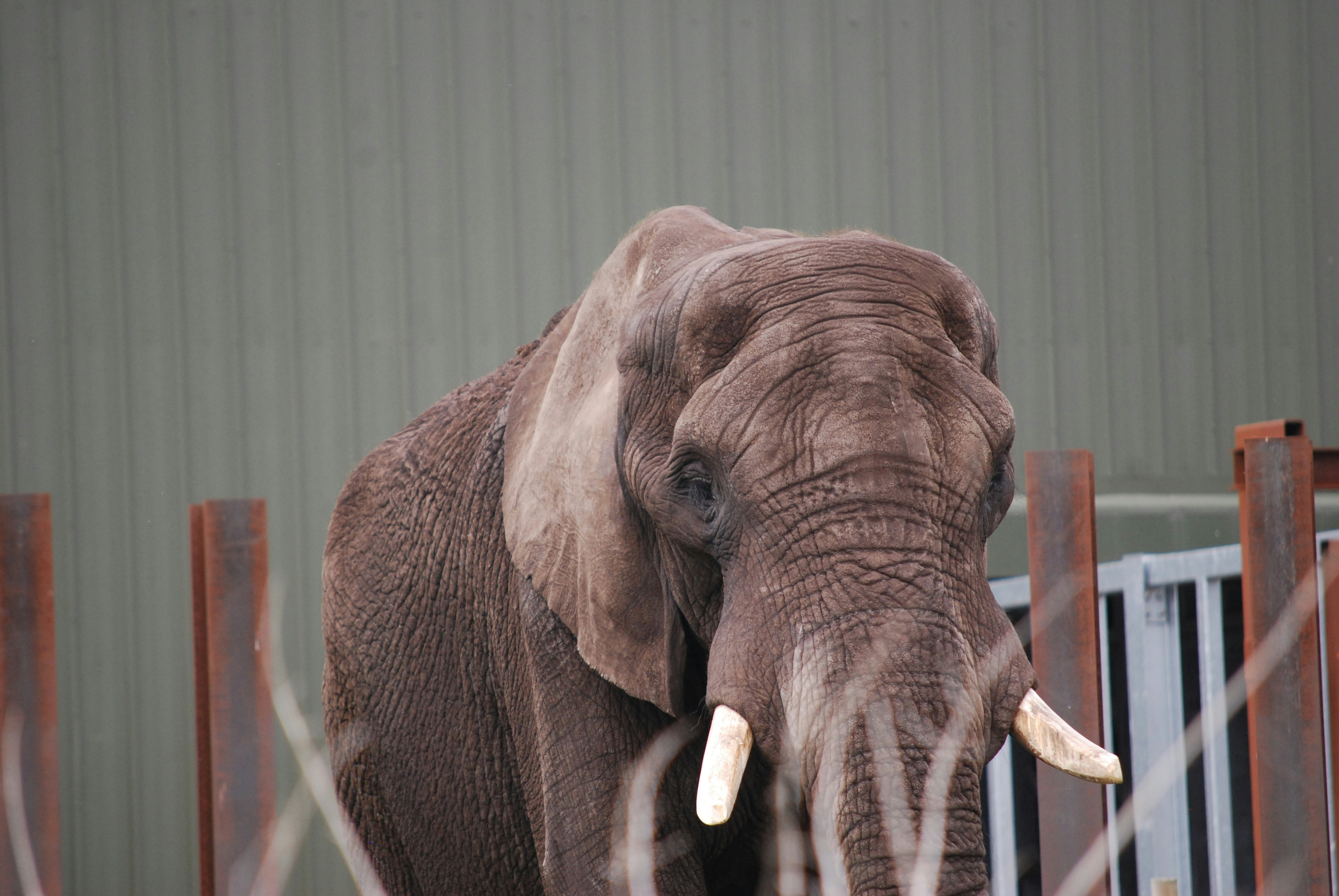 An elephant stands in front of a building.
