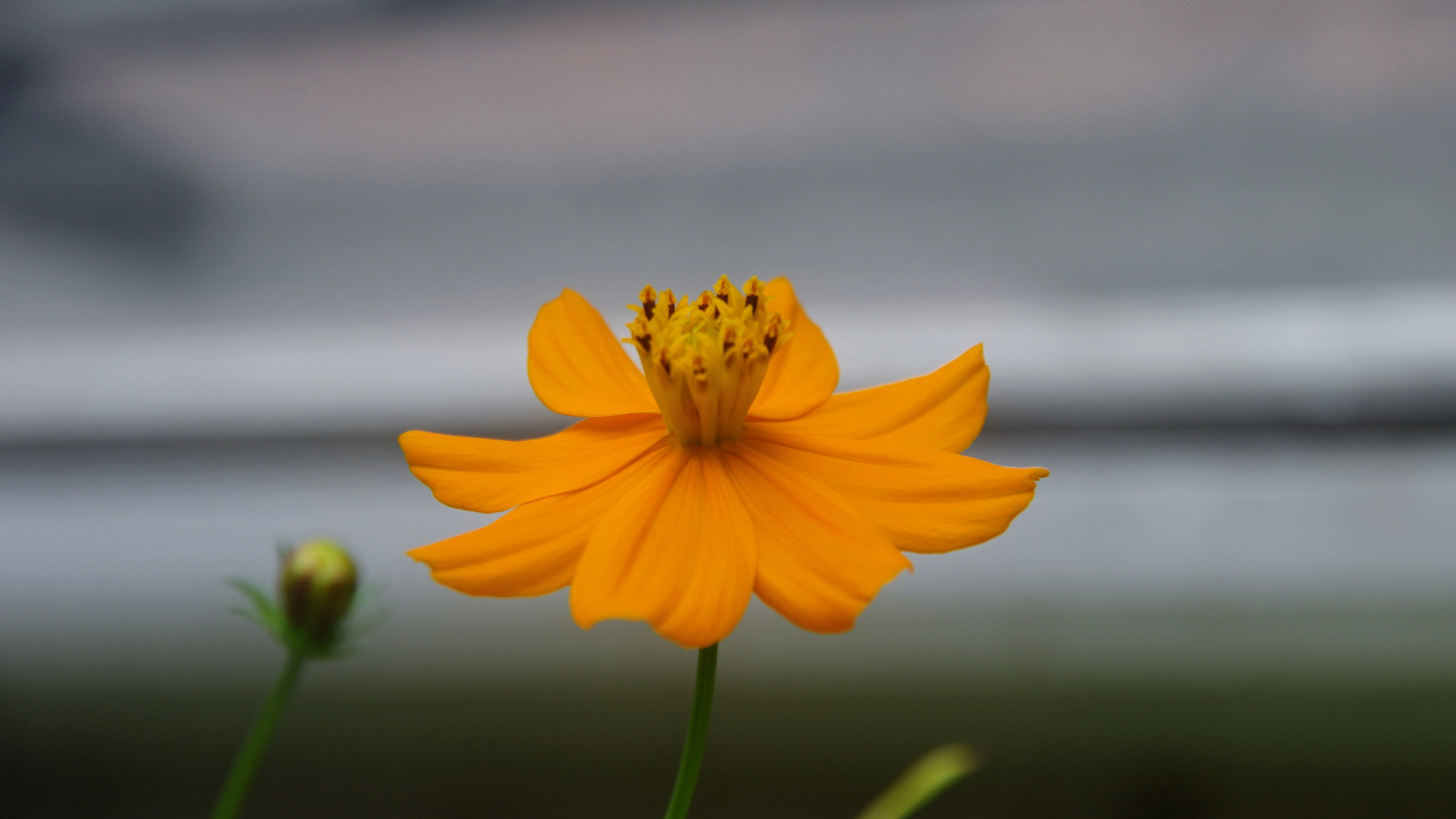Eine leuchtend orangefarbene Kosmosblüte mit Knospe.