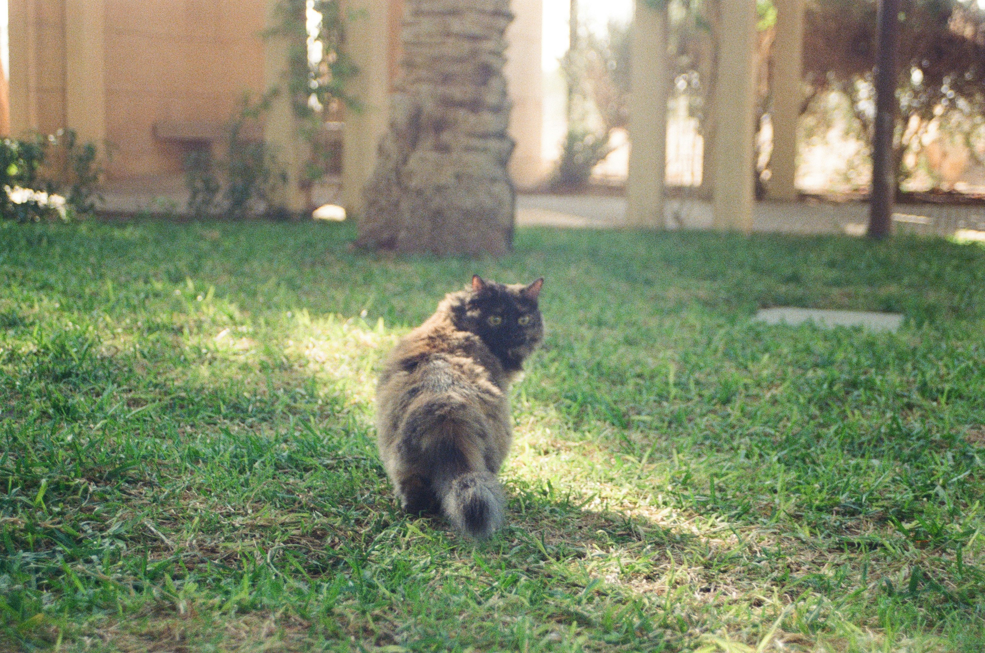 A fluffy cat walks away on green grass.