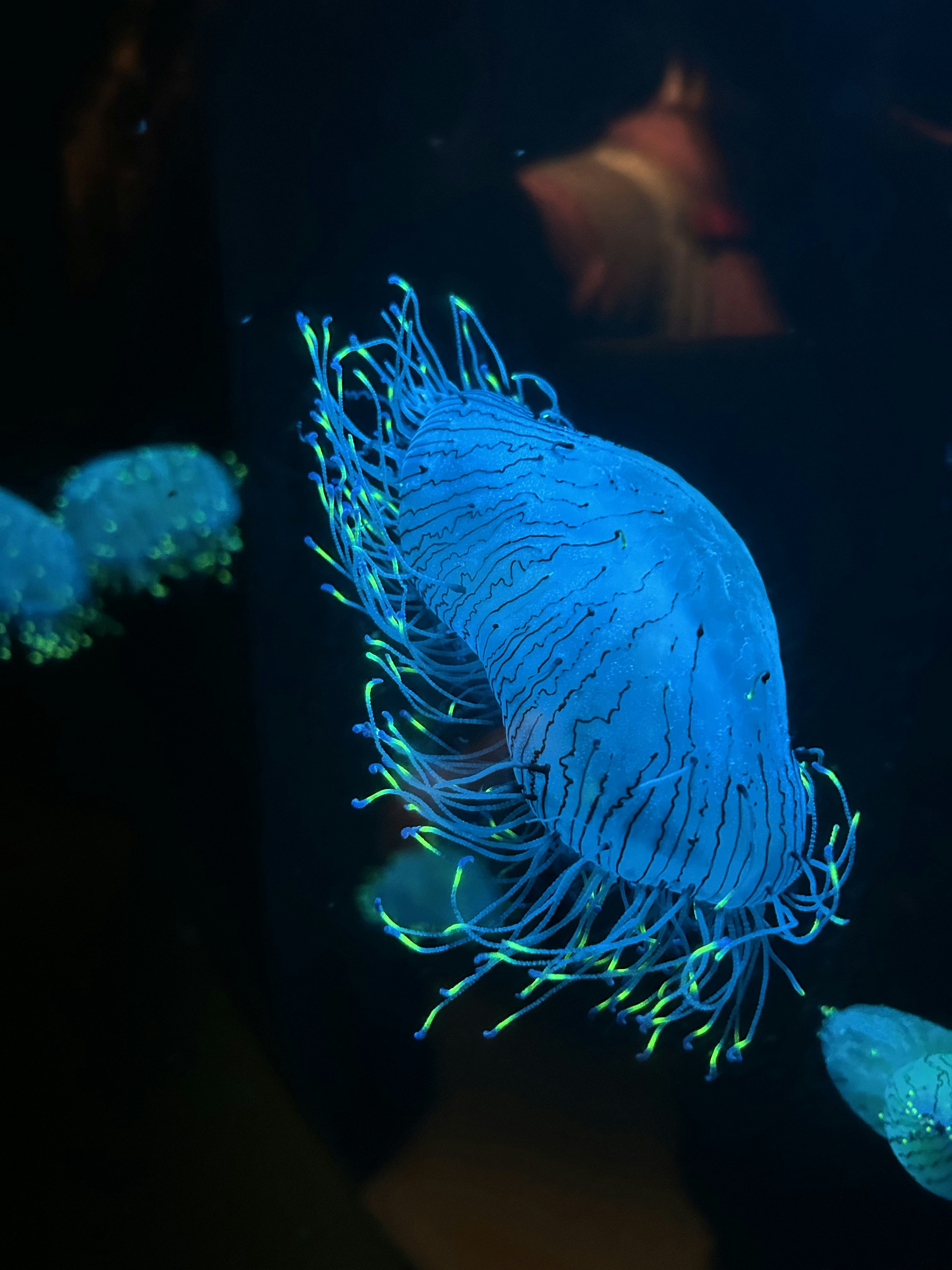 Uma água-viva azul com tentáculos brilhantes em água escura.