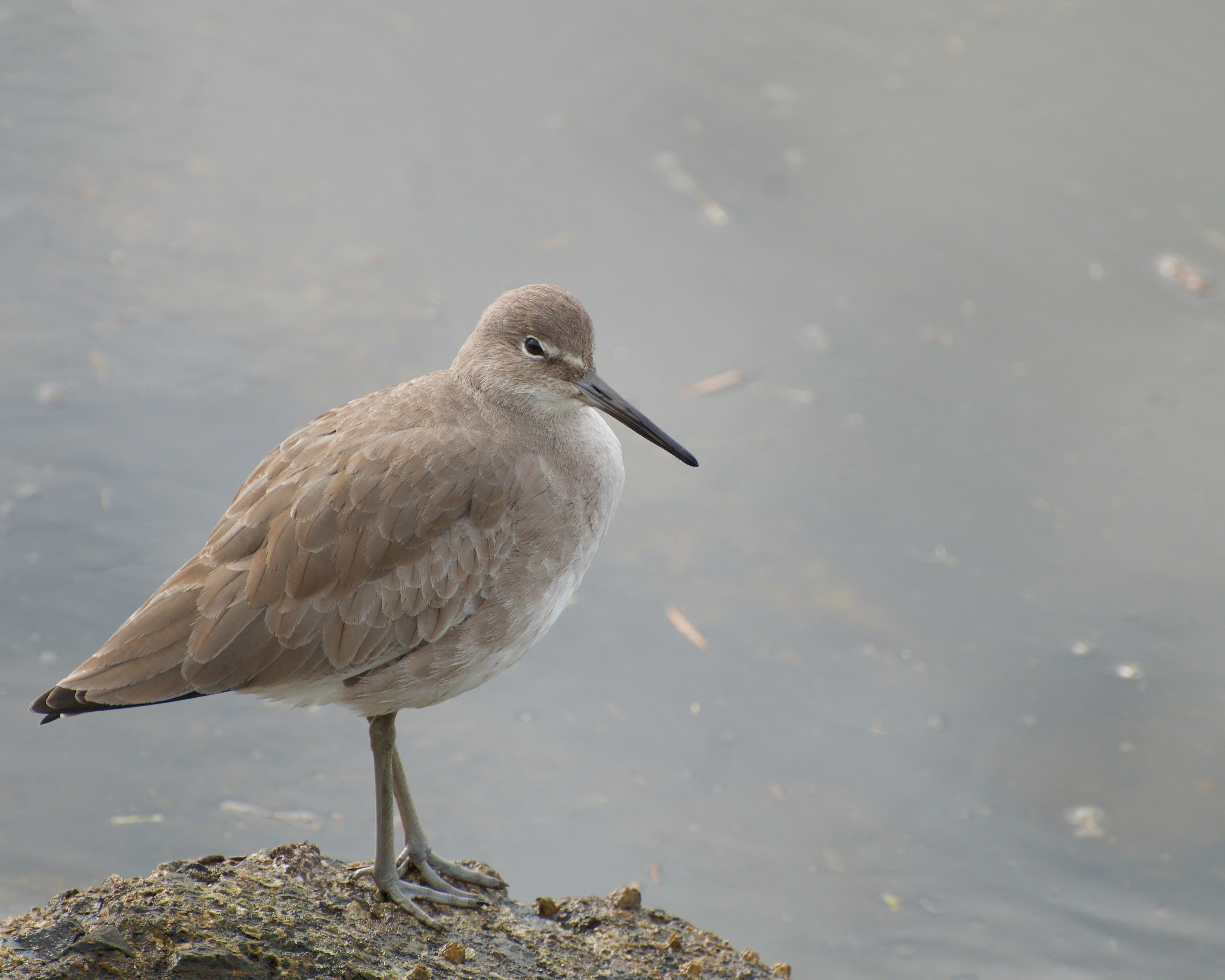 Ein brauner Vogel steht auf einem Felsen in der Nähe des Wassers.