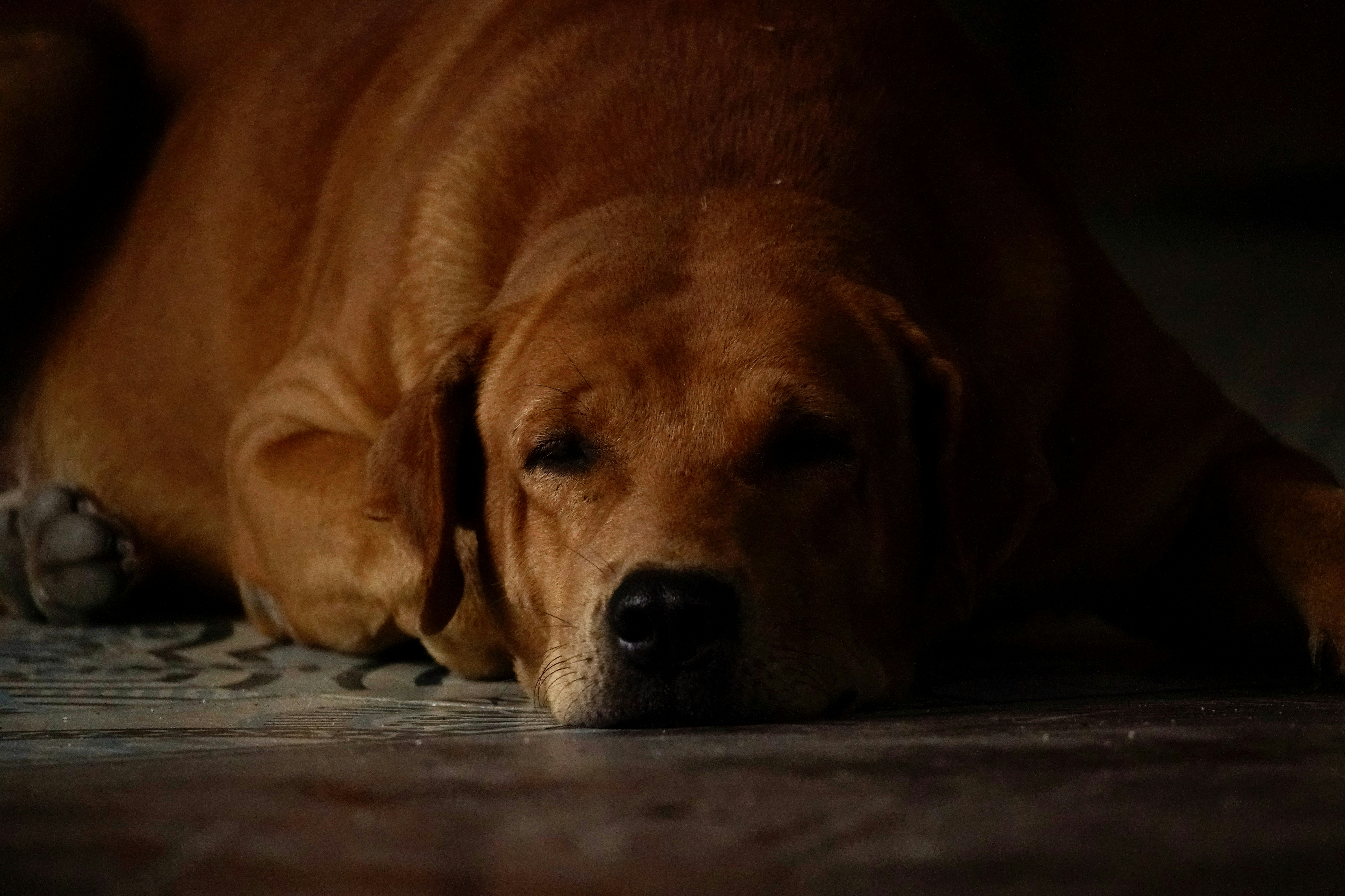 A tired dog rests its head on the floor.