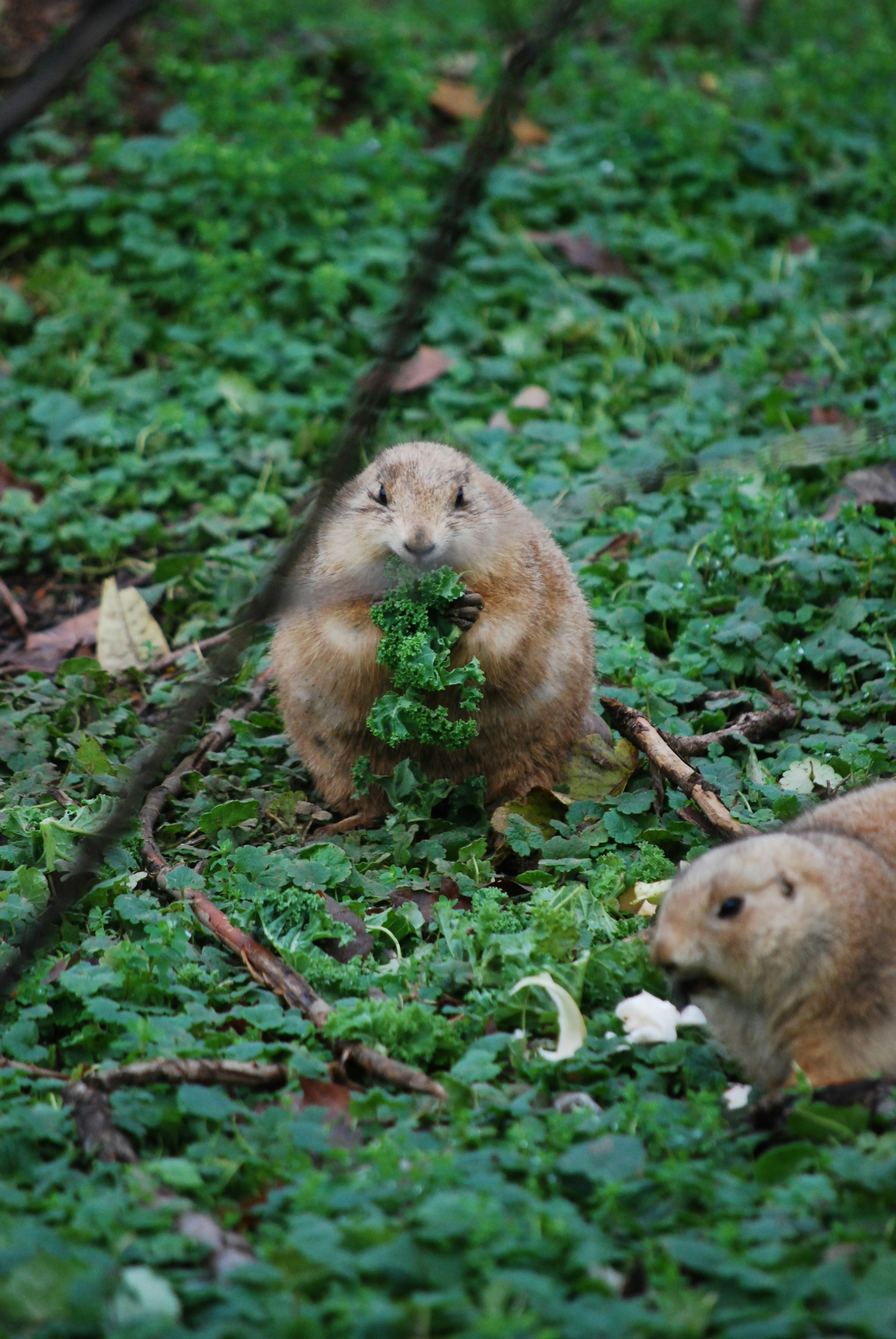 A prairie dog eats green leafy vegetables.