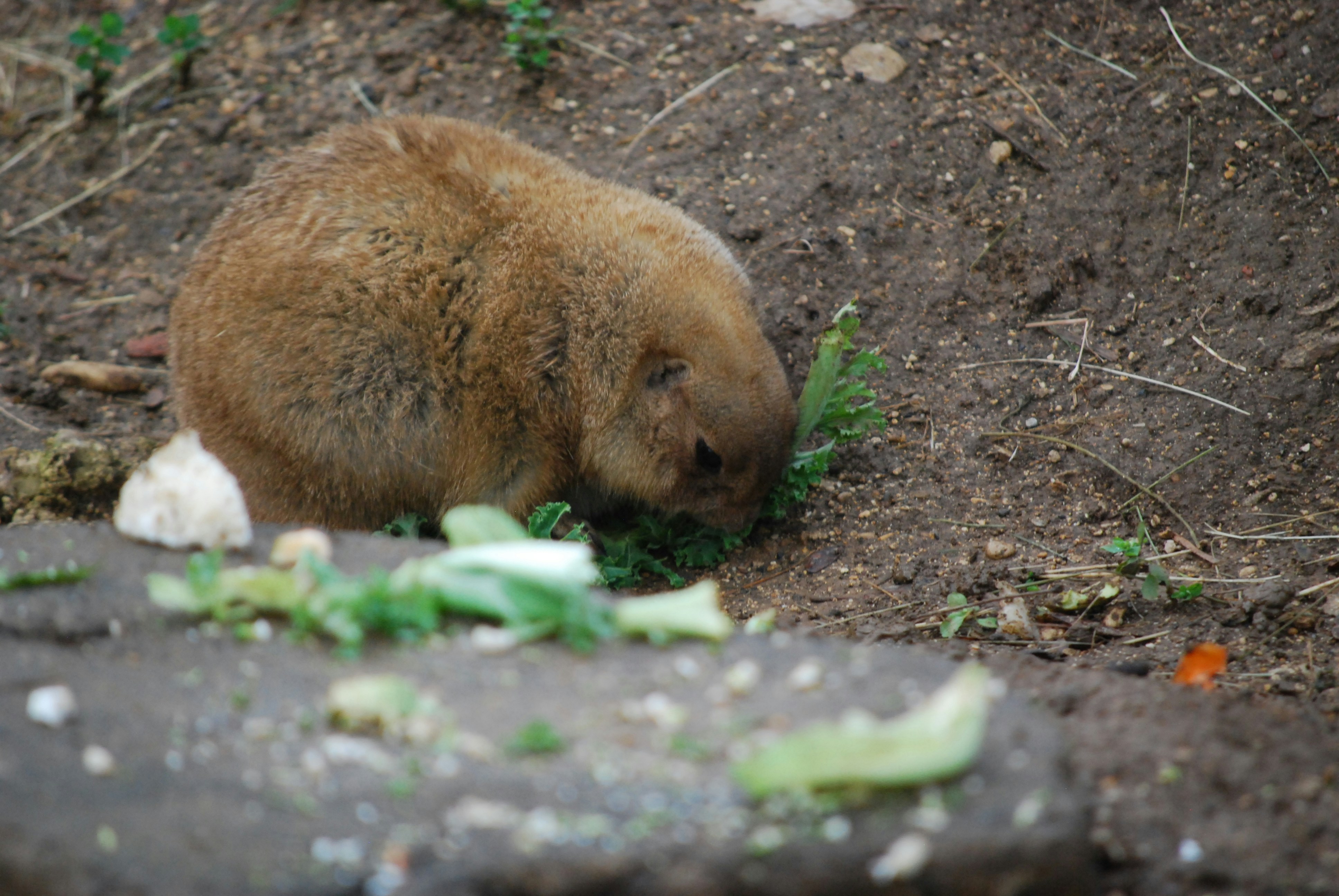 Photo by hazer677744