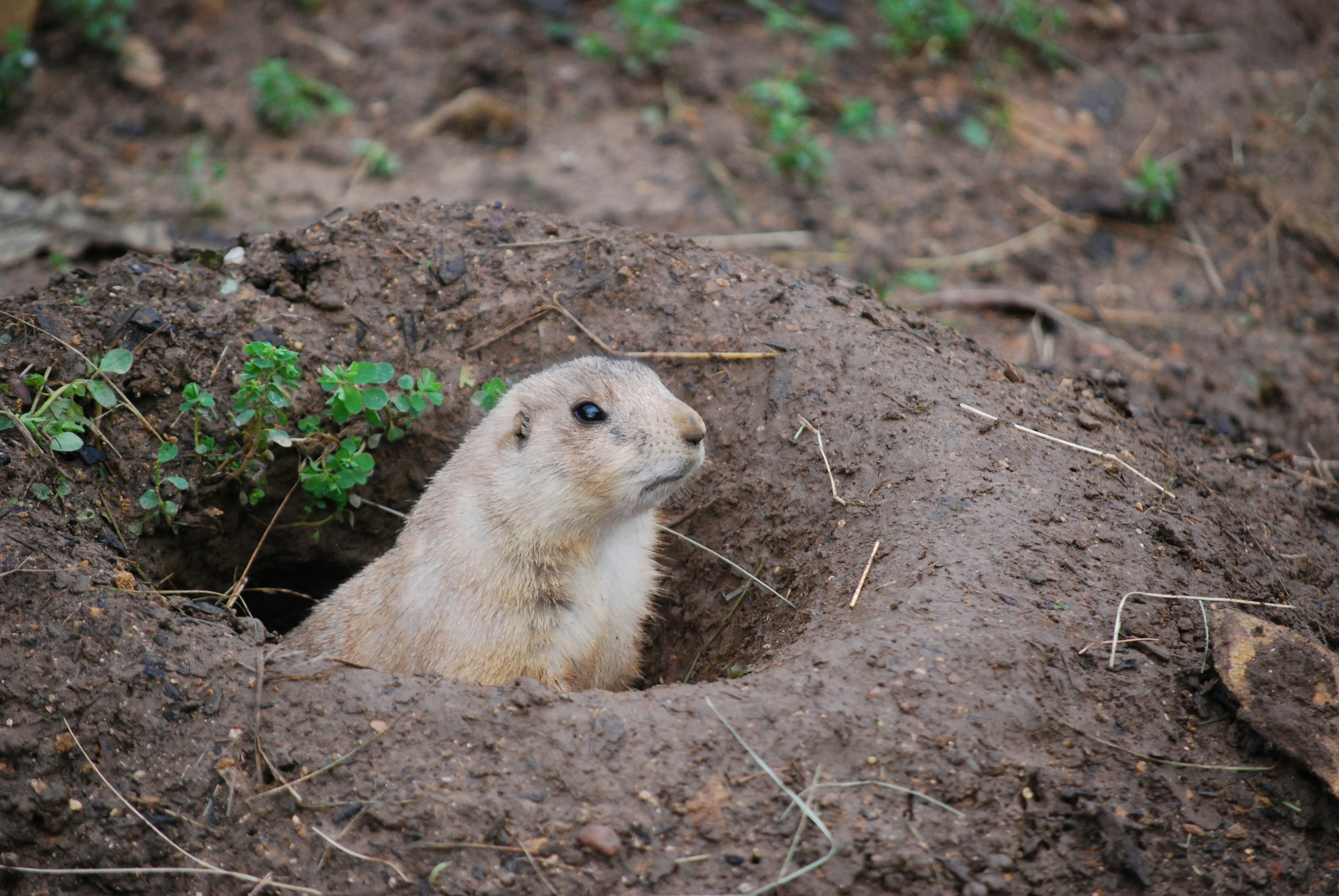 A prairie dog peeks out from its burrow entrance.