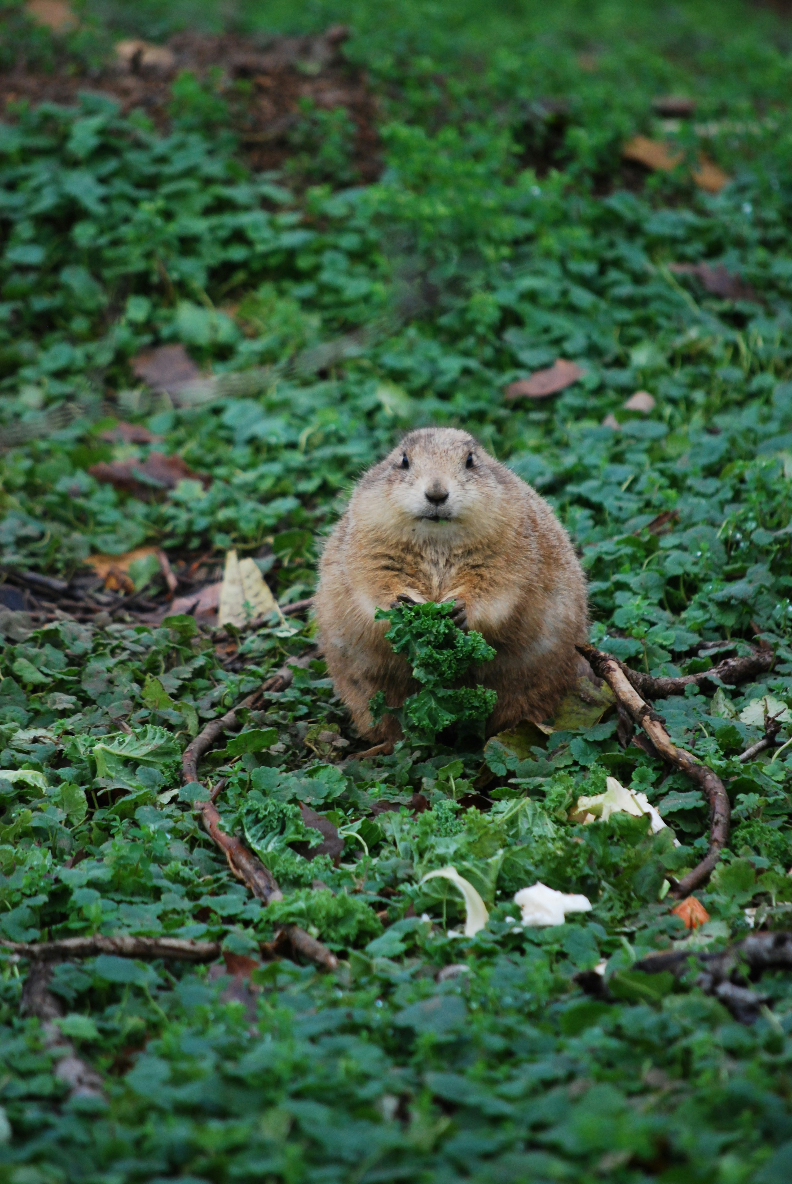 Photo by hazer677744