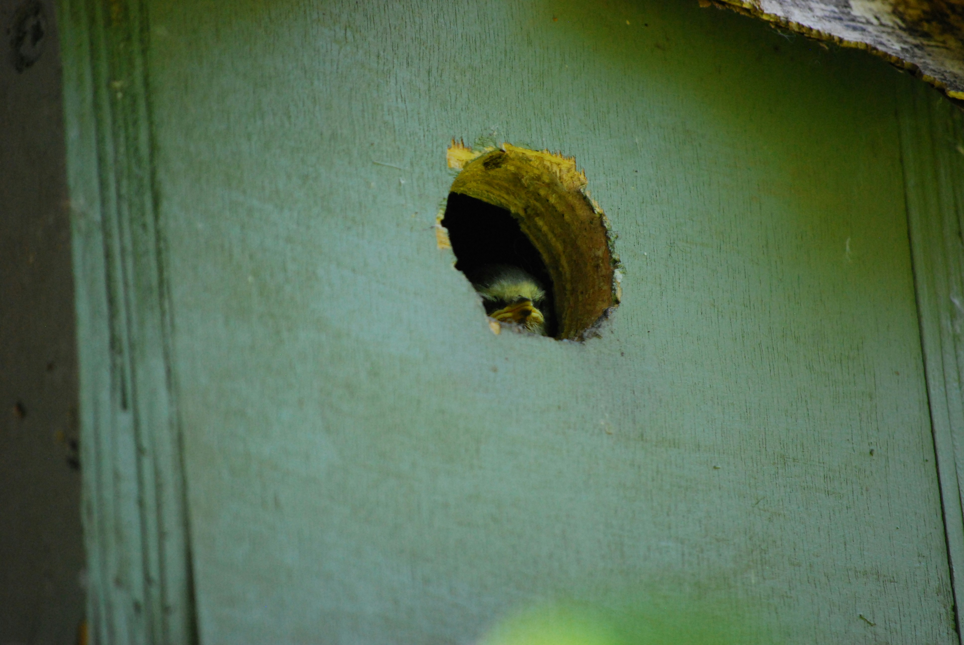 A small bird peeks out from a wooden birdhouse hole.
