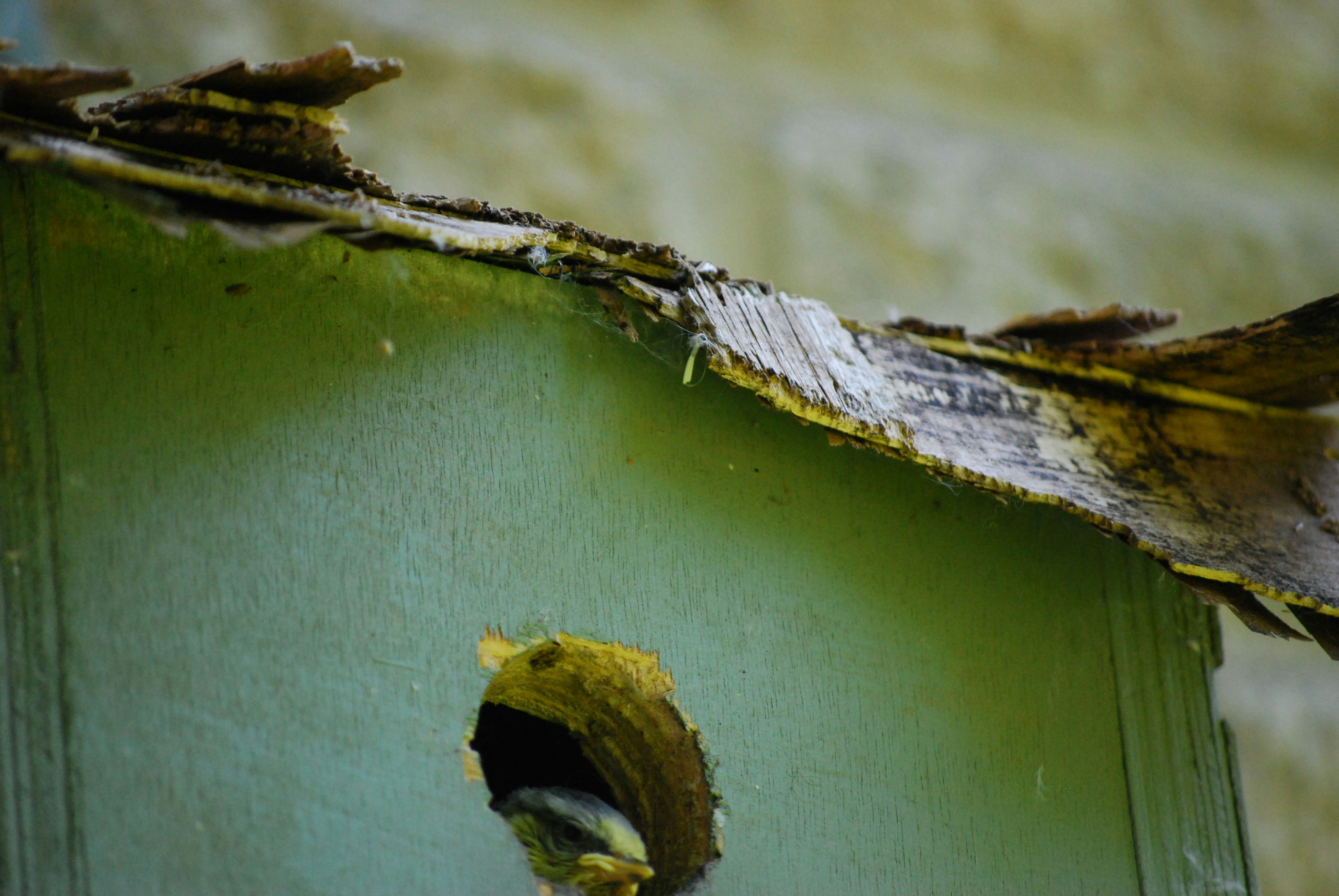 Mur vert endommagé avec un trou et bois qui s’écaille