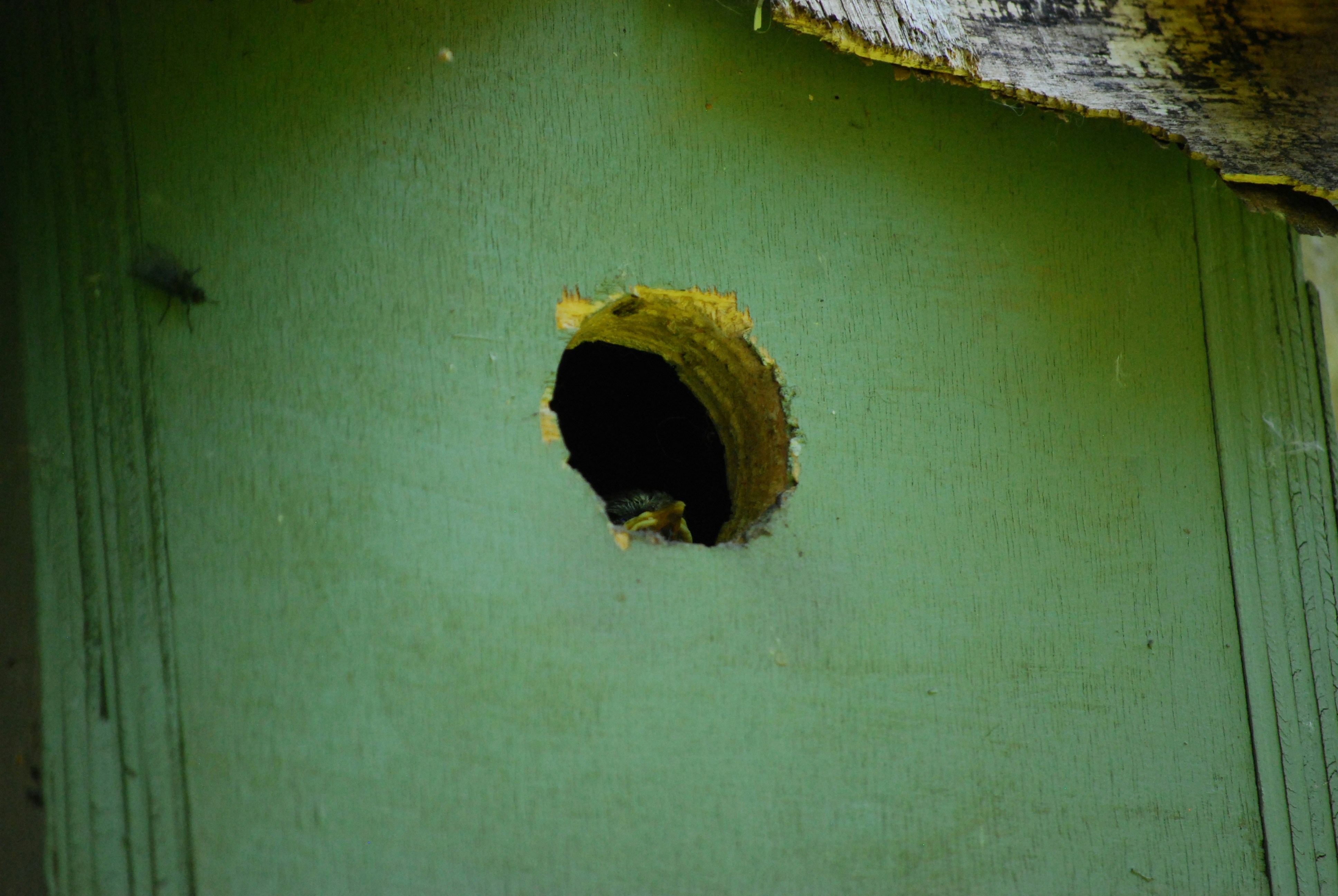 A close-up of a hole in a green wooden wall.