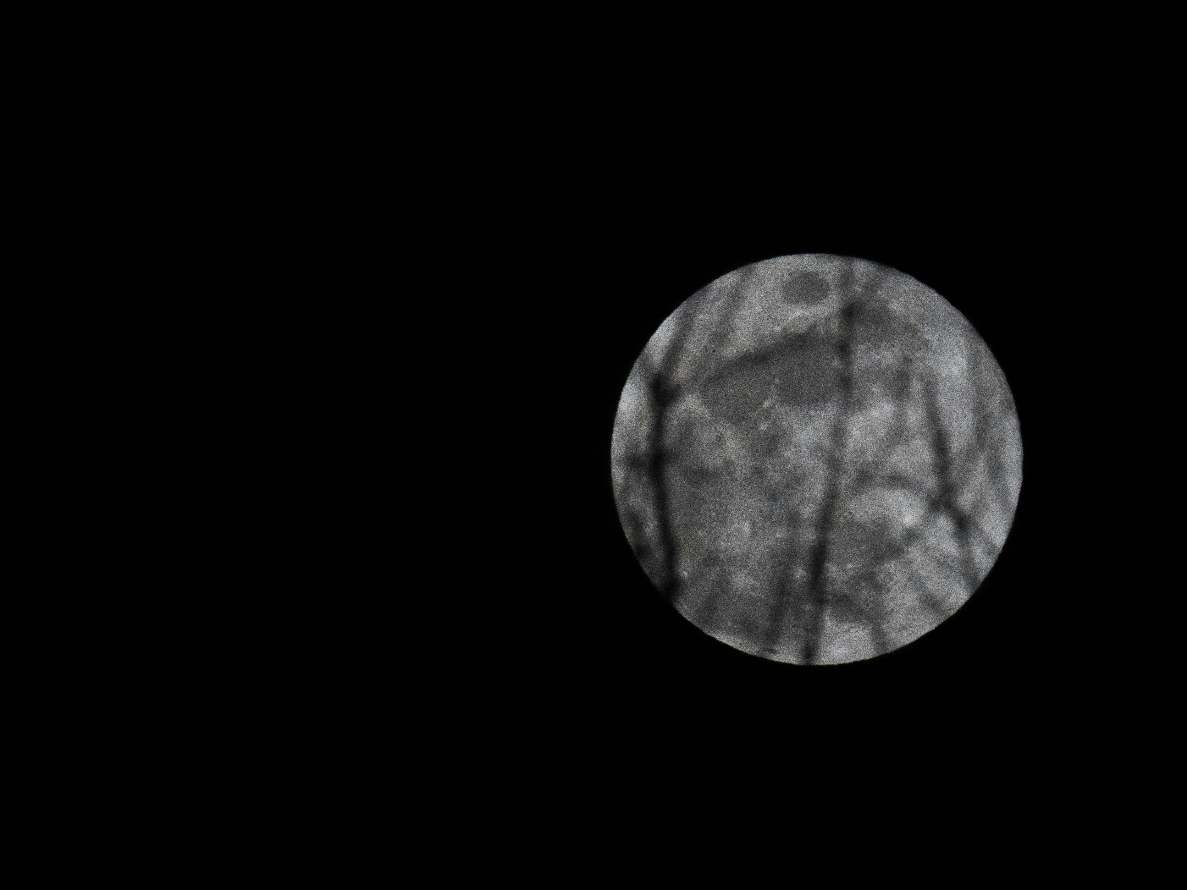 Full moon partially obscured by tree branches.