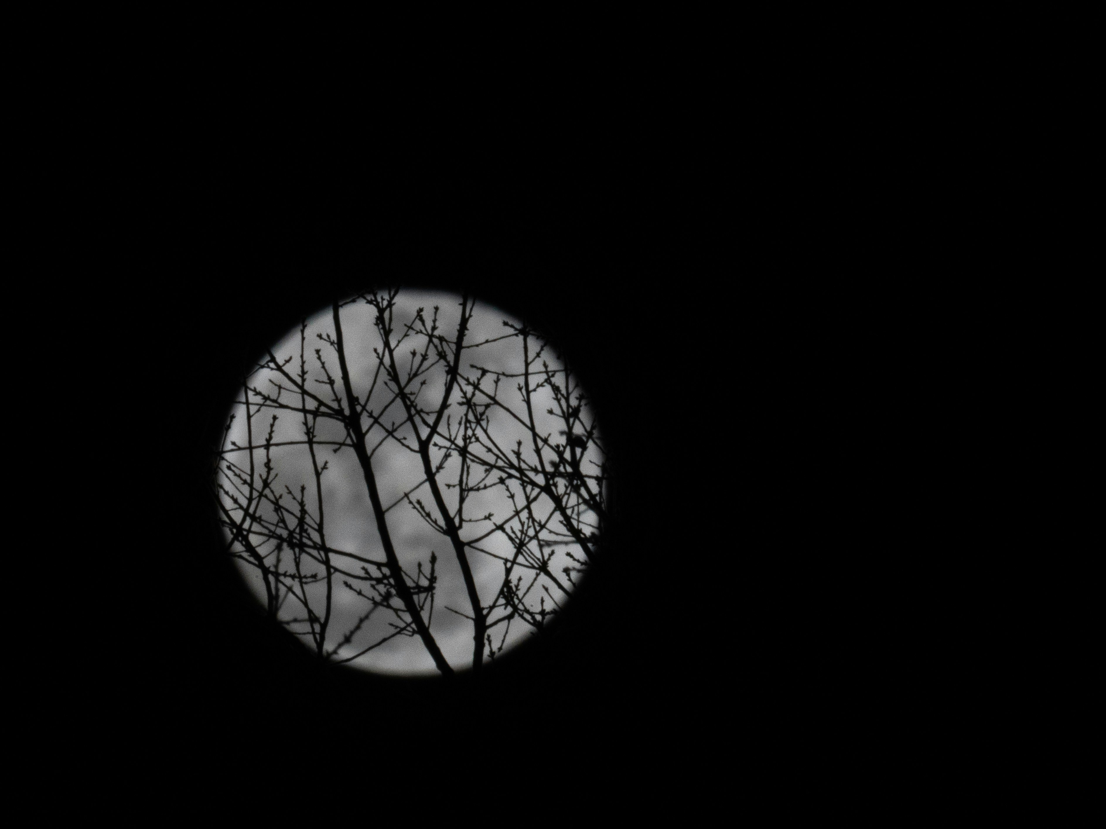Bare tree branches silhouetted against a full moon