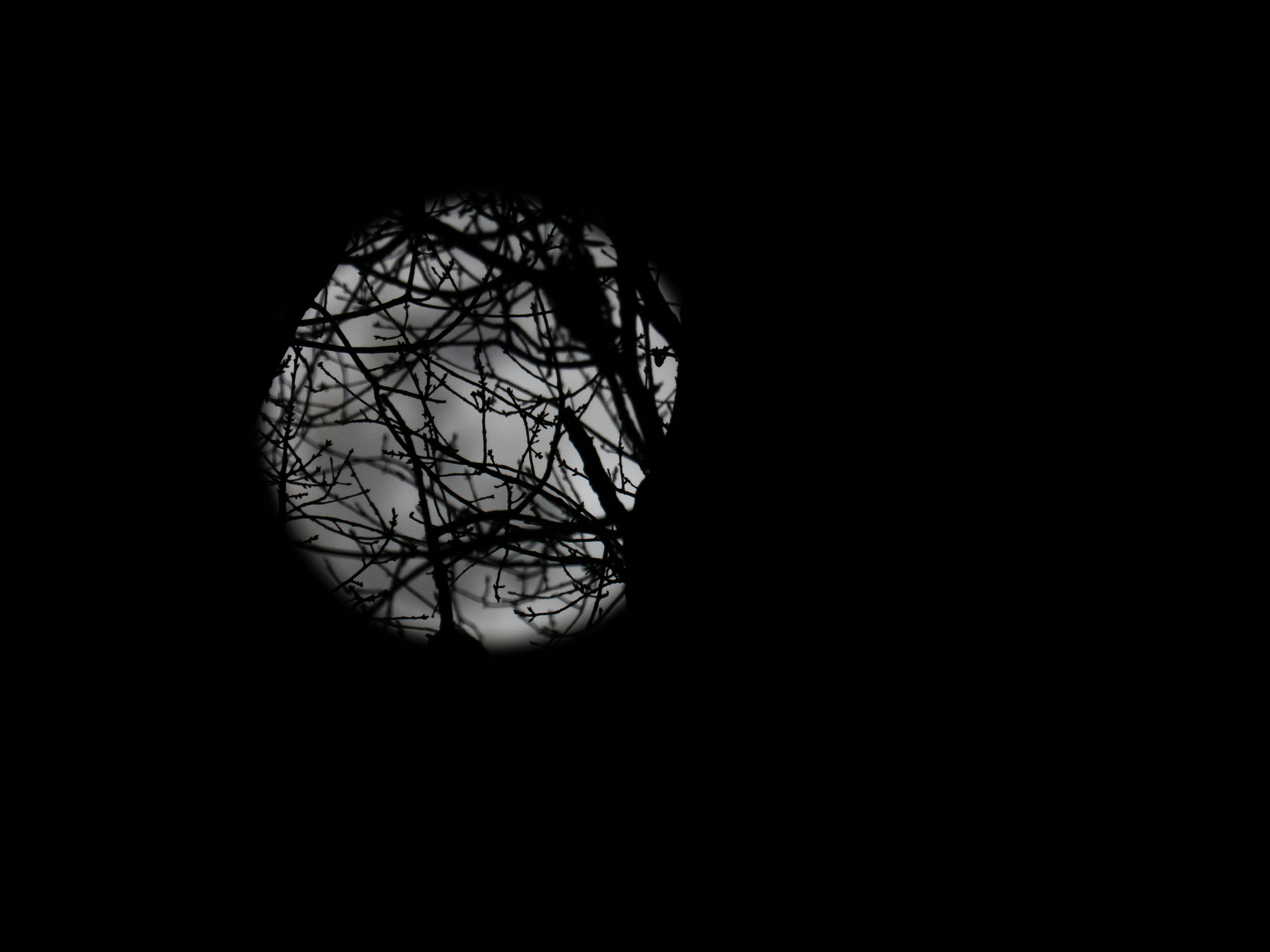 Bare tree branches silhouetted against a full moon