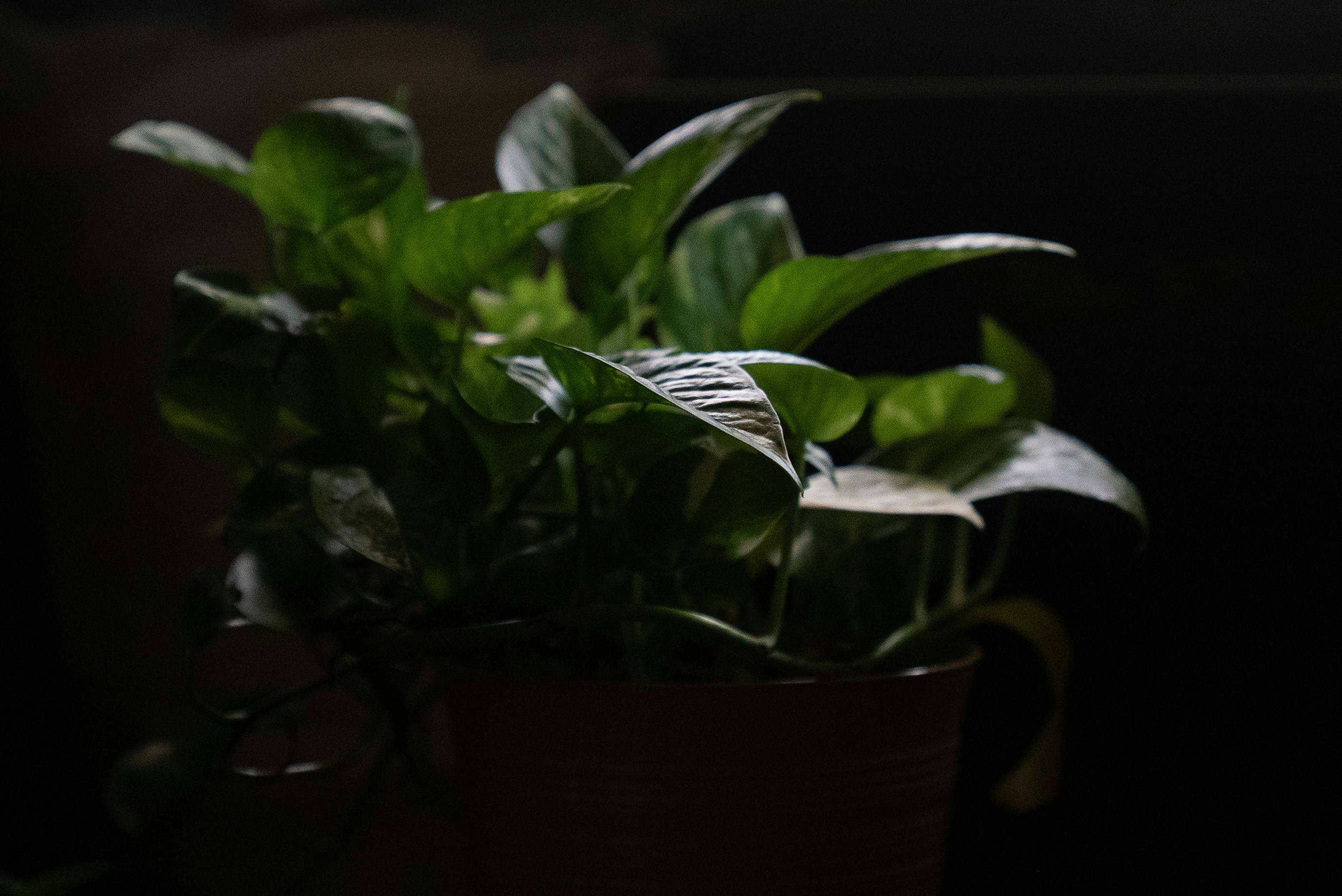 A potted green plant with dark leaves