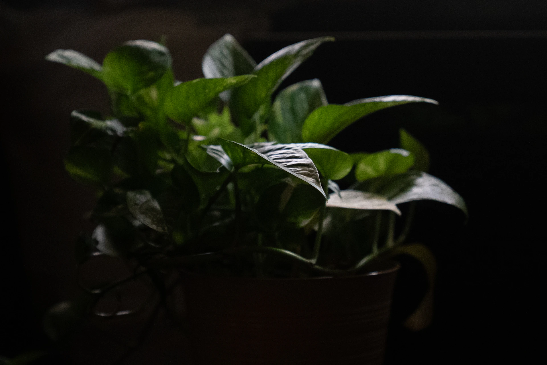 A potted green plant with dark leaves