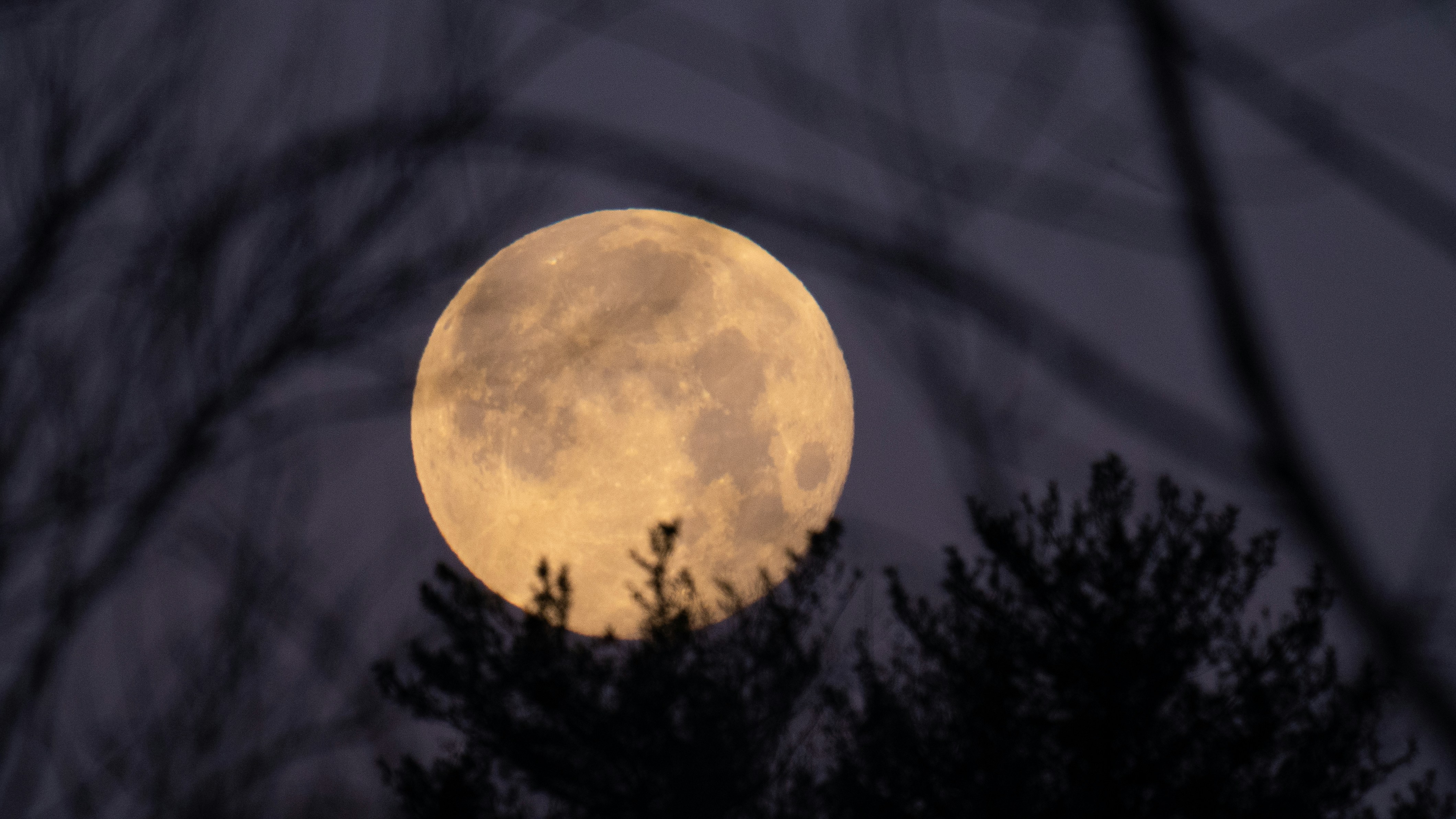 Full moon rising behind silhouetted trees at night.