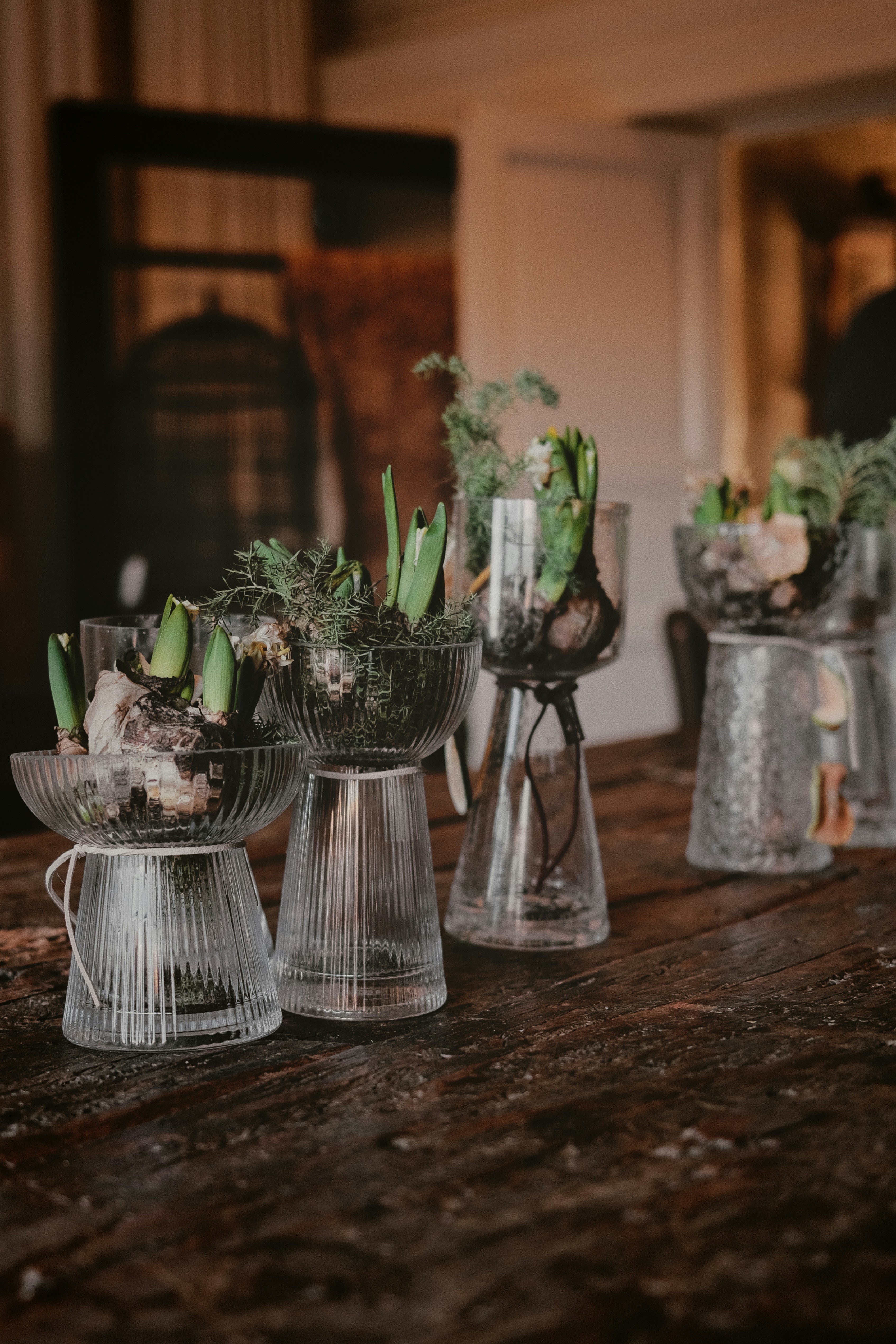 Hyazinthenknollen, die in Glasvasen auf einem Holztisch wachsen