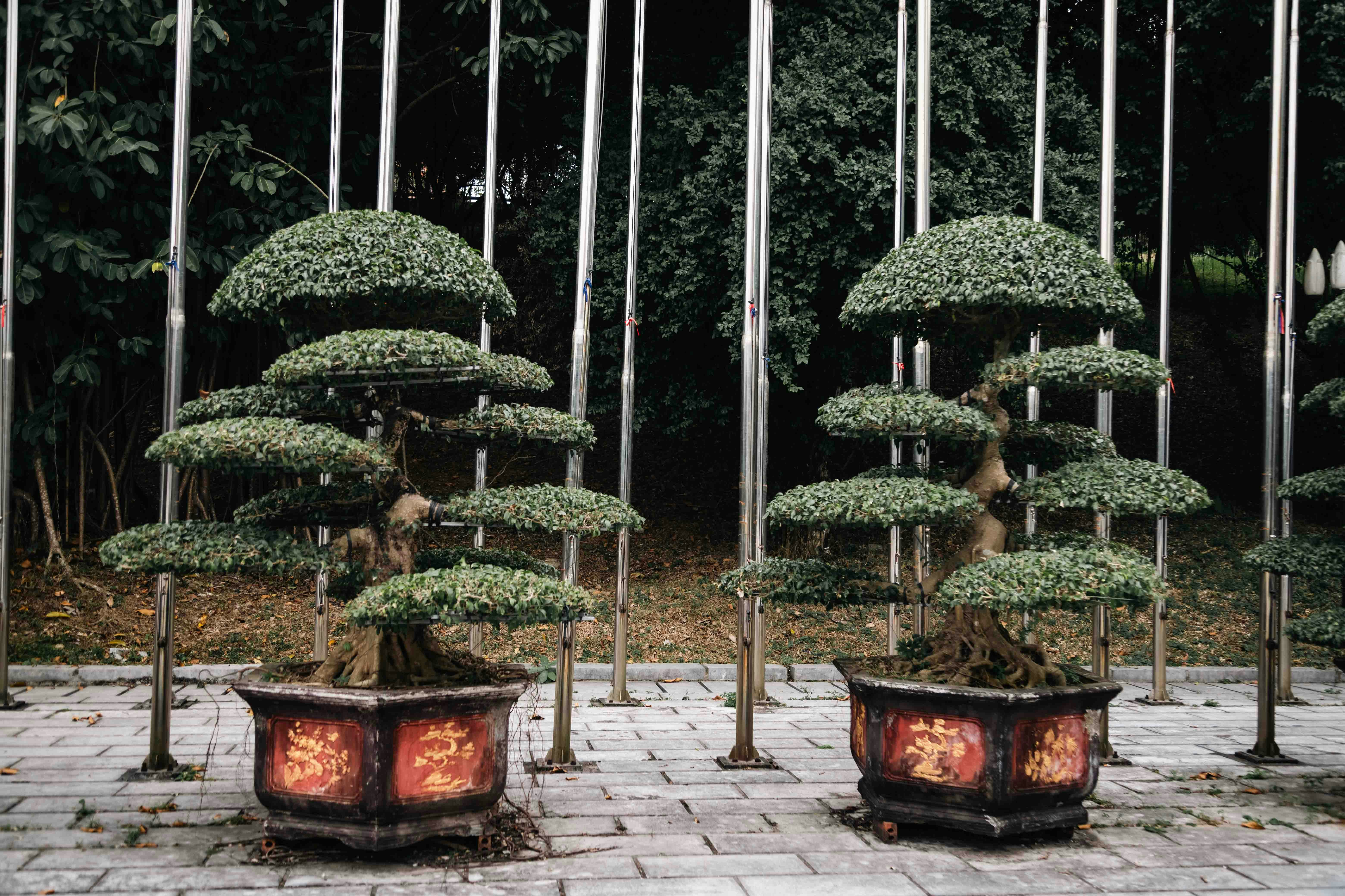 装飾用の鉢に入った二本の華麗な盆栽