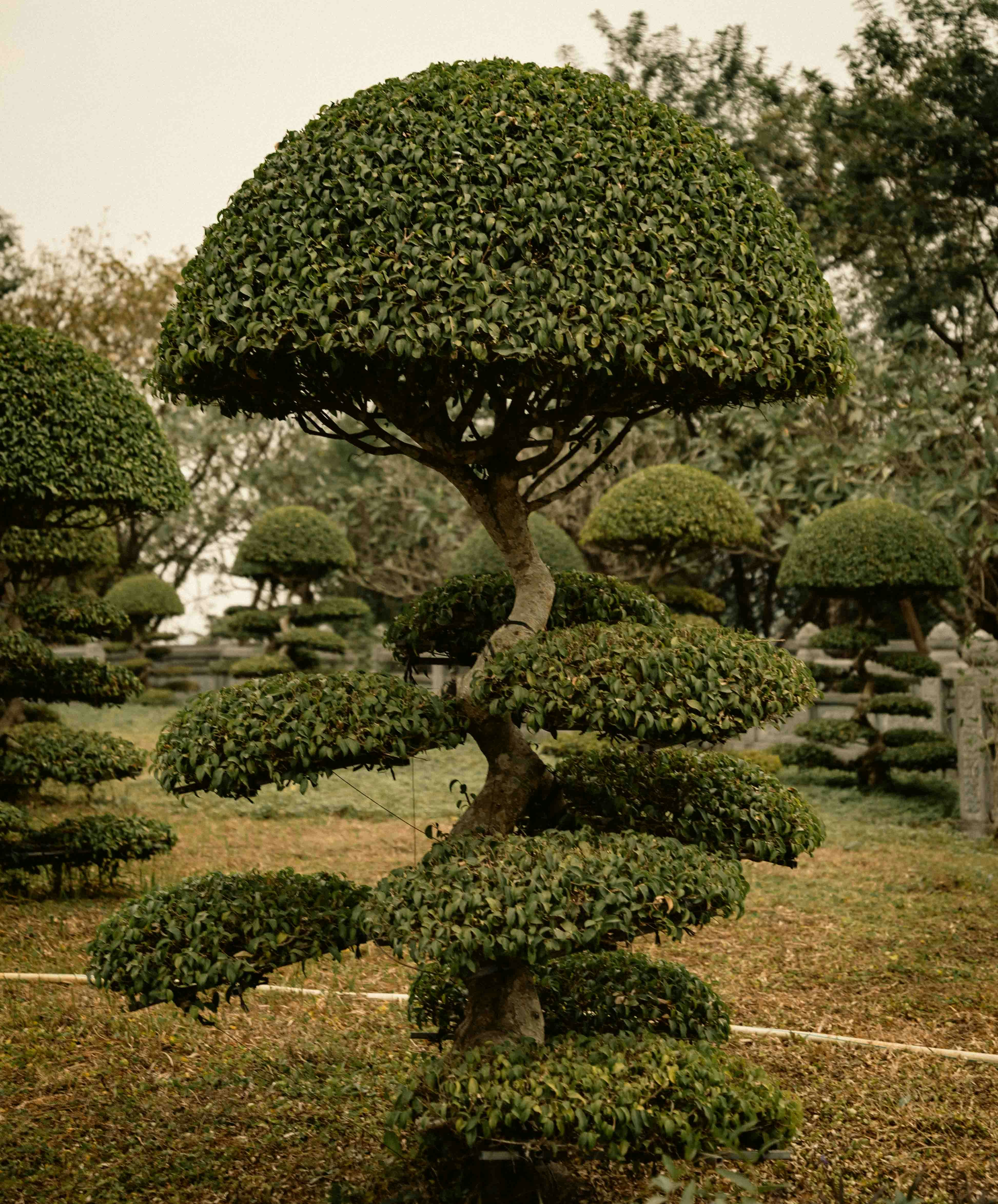 庭園の中にある丹念に剪定された盆栽の木。