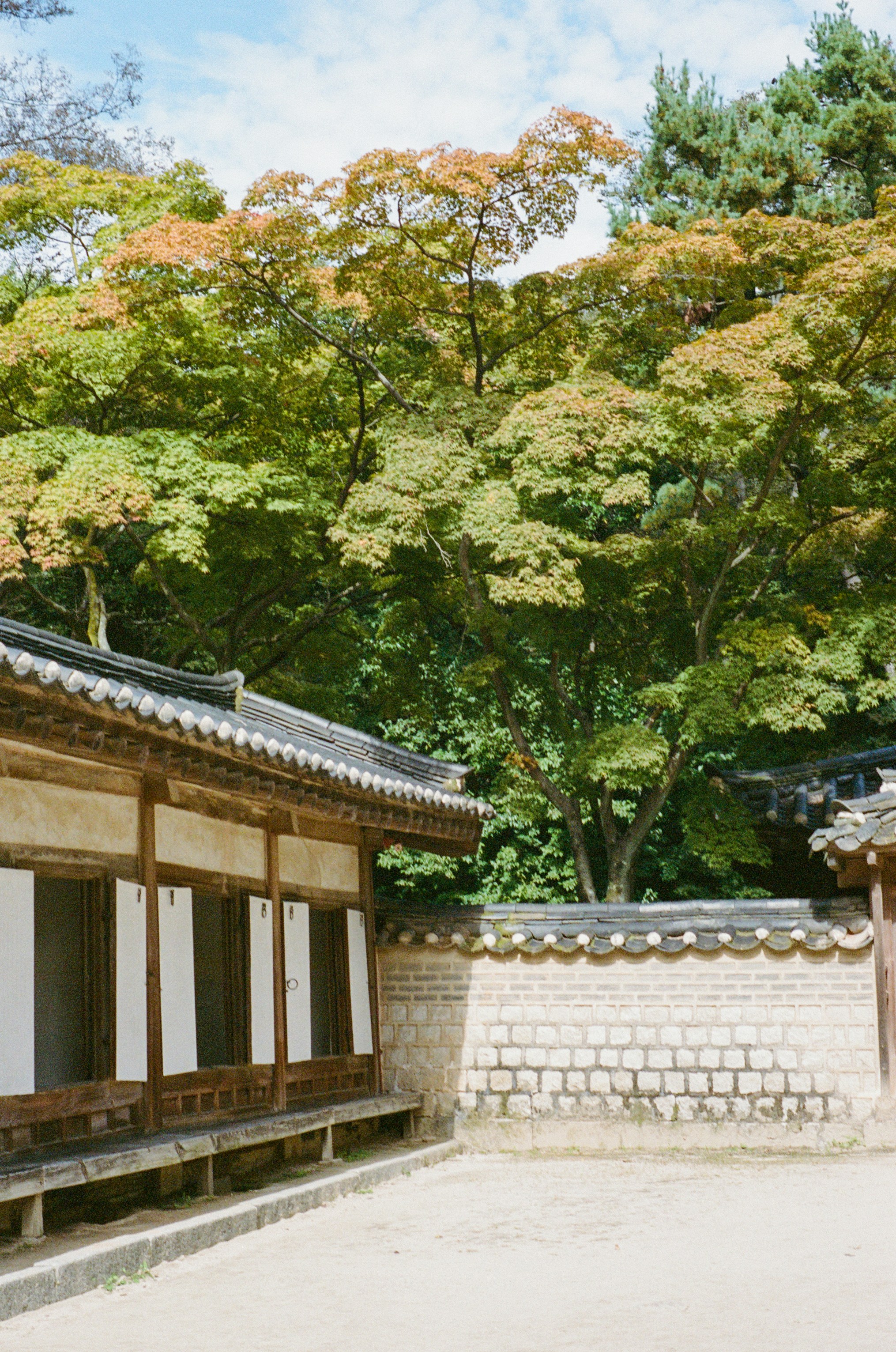 秋の木々を使った伝統的な韓国建築