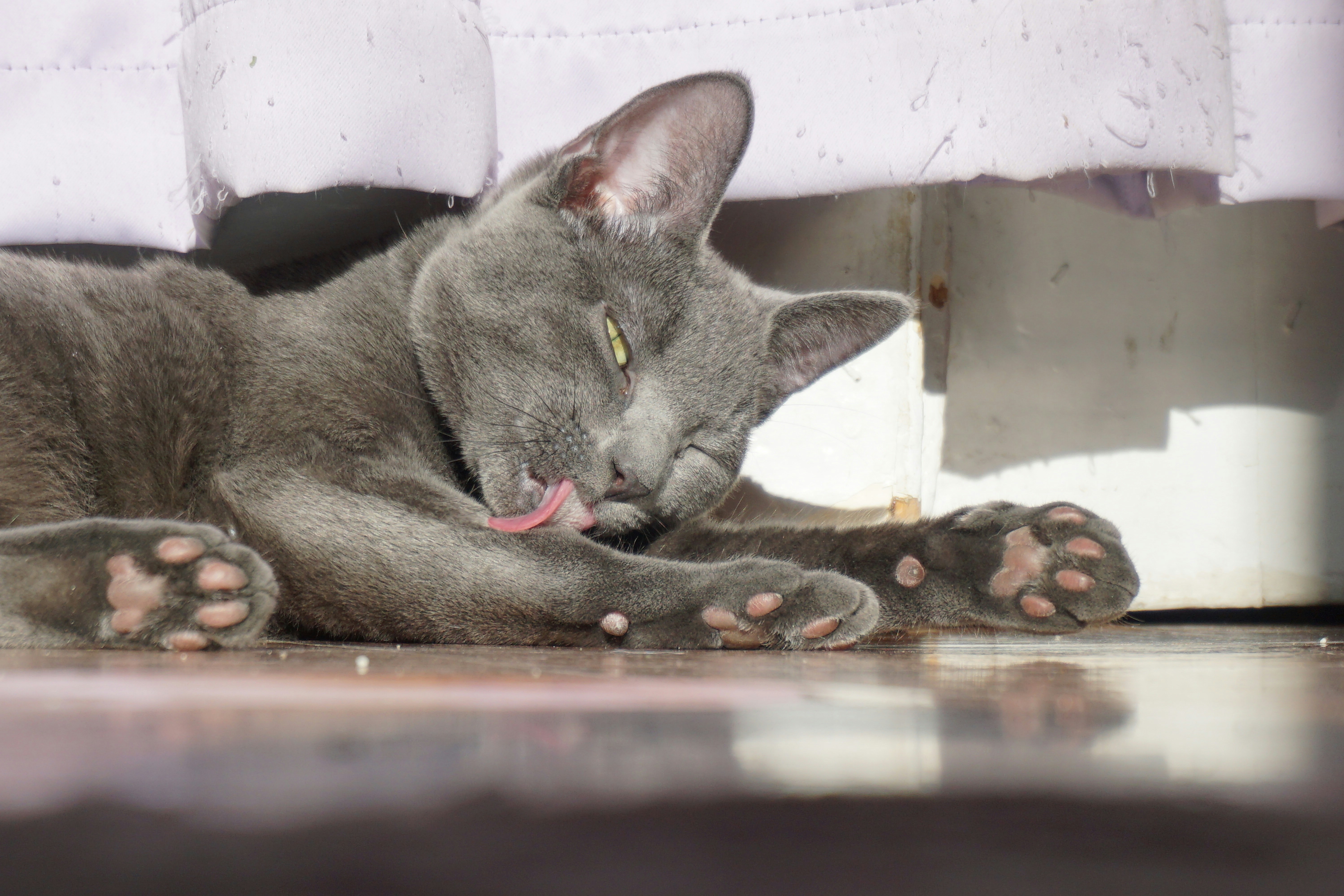 A sleek gray cat lies on the floor grooming itself.