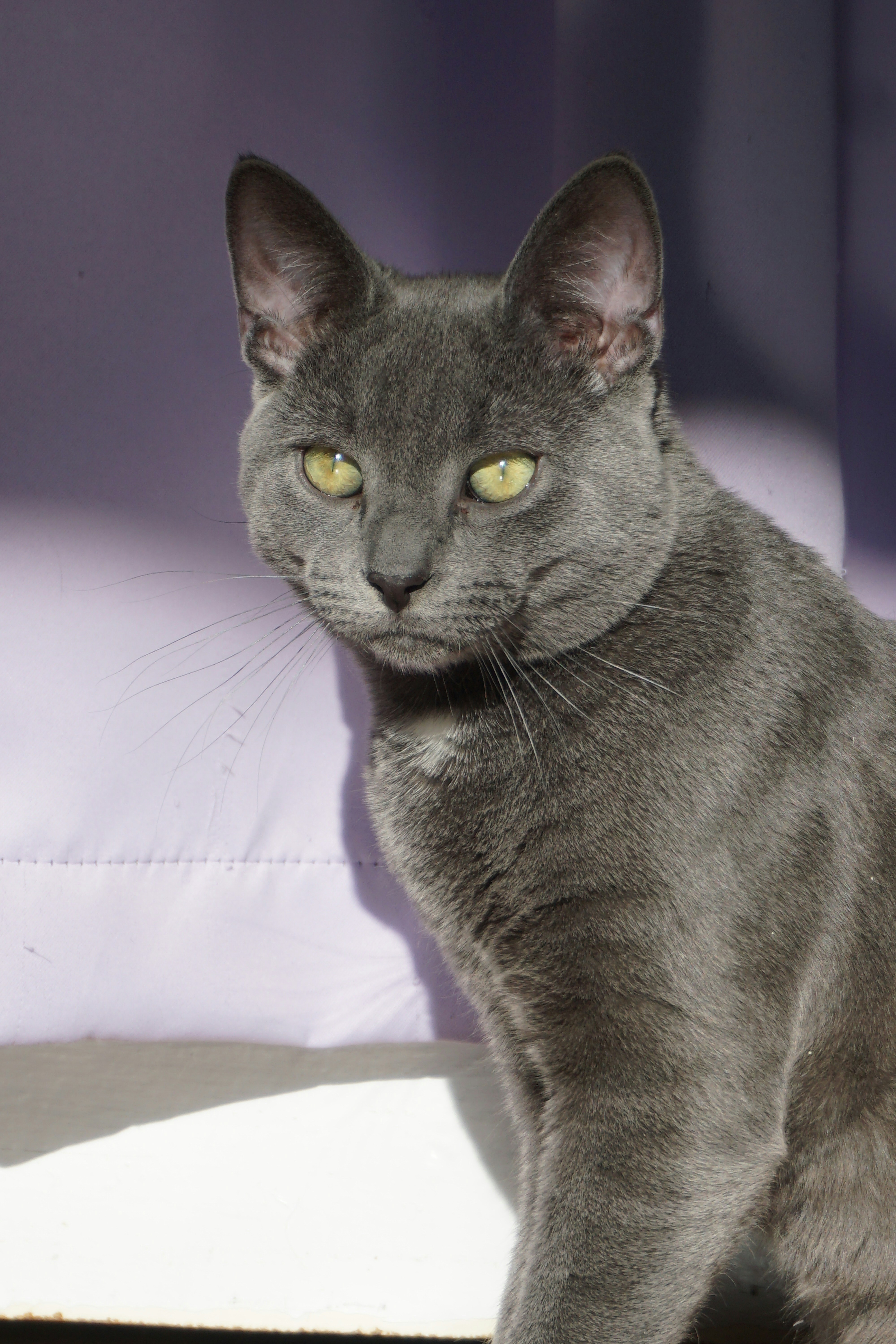A sleek grey cat with green eyes sits calmly.